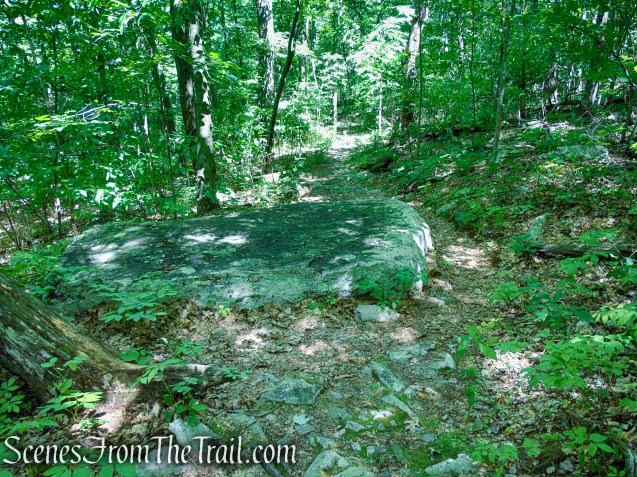 Tower Trail - Stokes State Forest