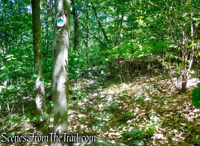 Tower Trail - Stokes State Forest
