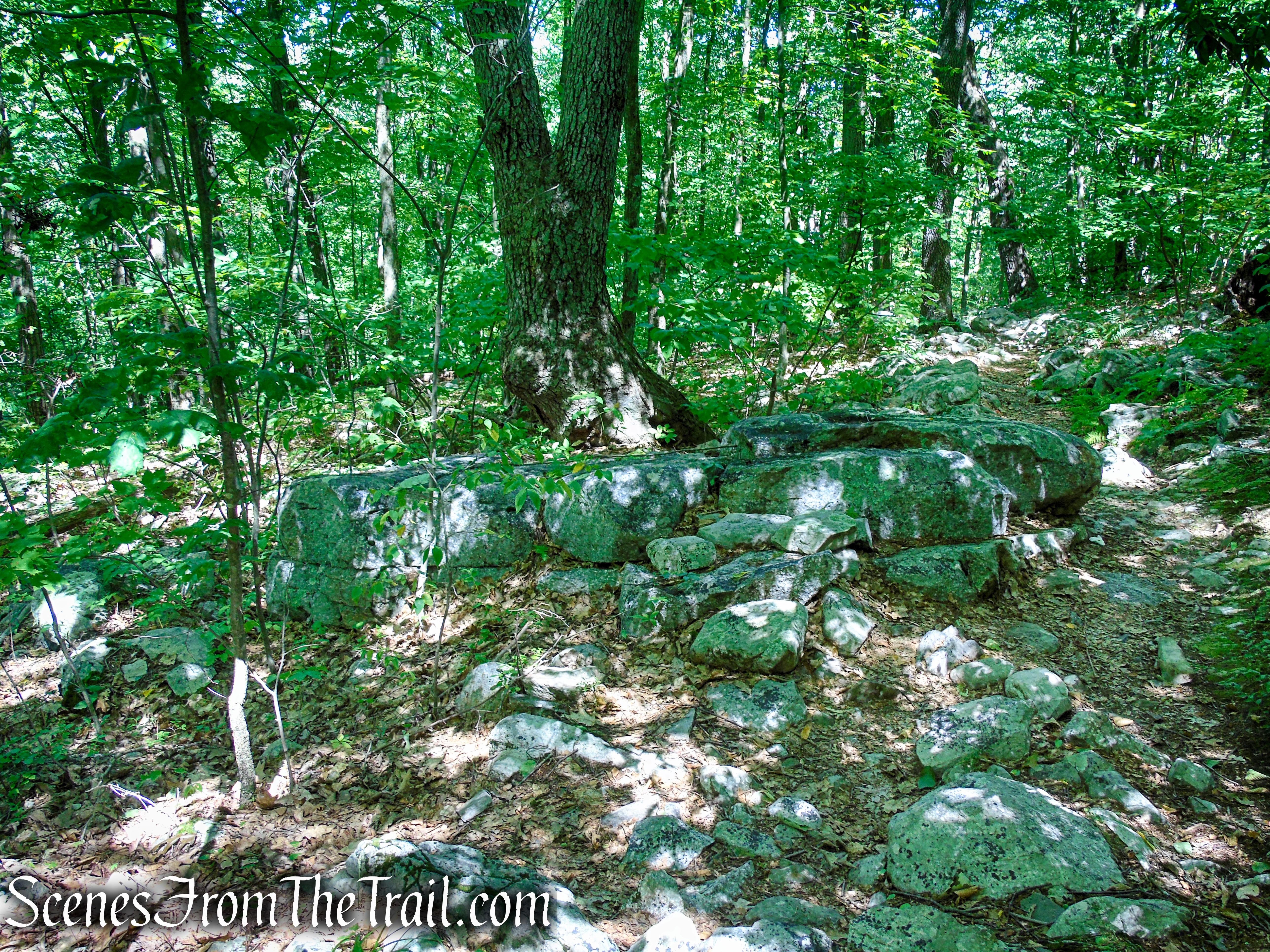 Tower Trail - Stokes State Forest