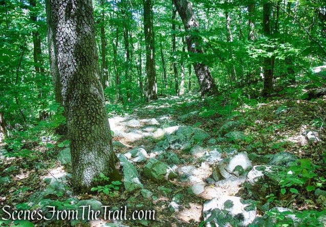 Tower Trail - Stokes State Forest