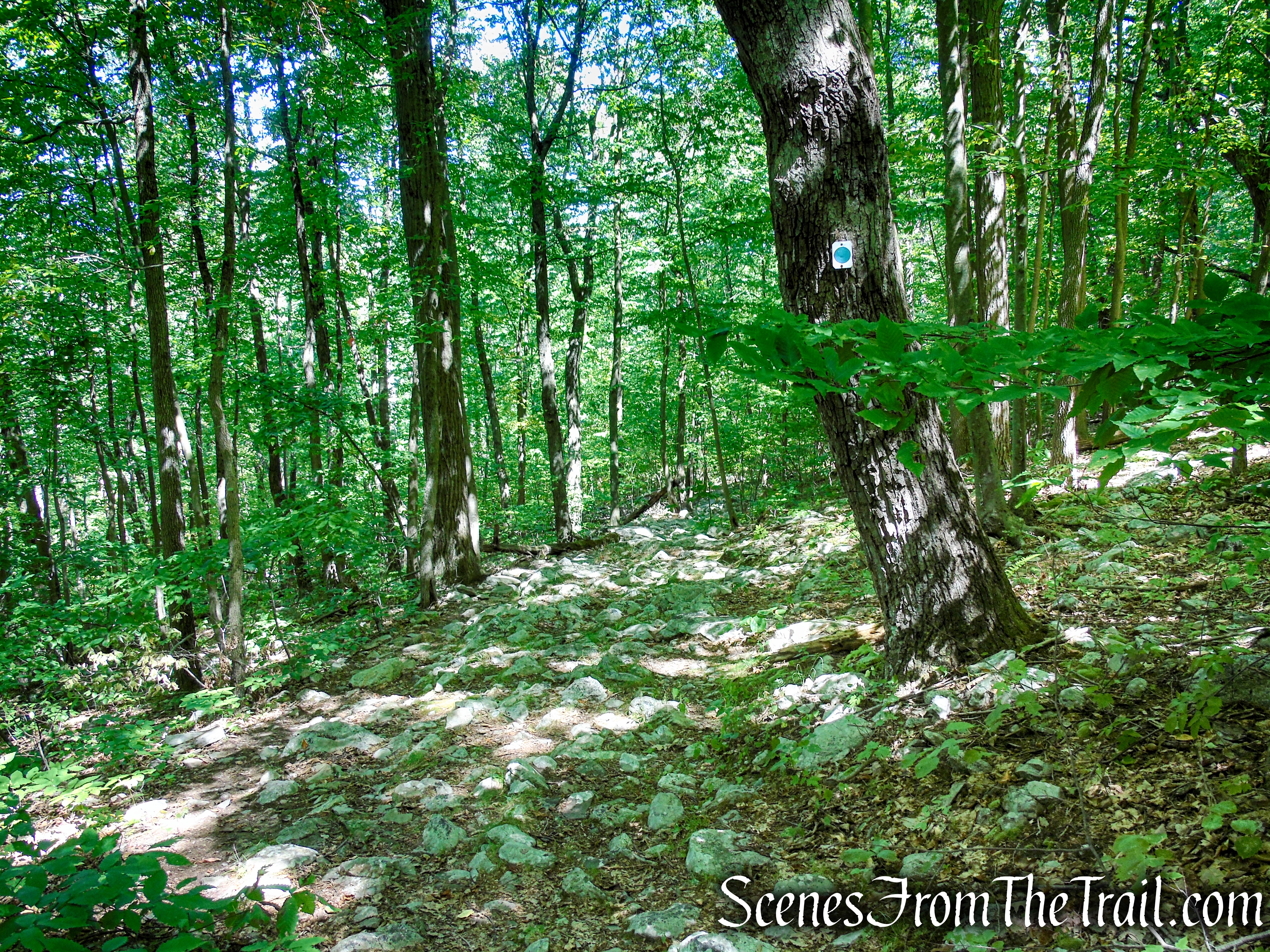 Tower Trail - Stokes State Forest
