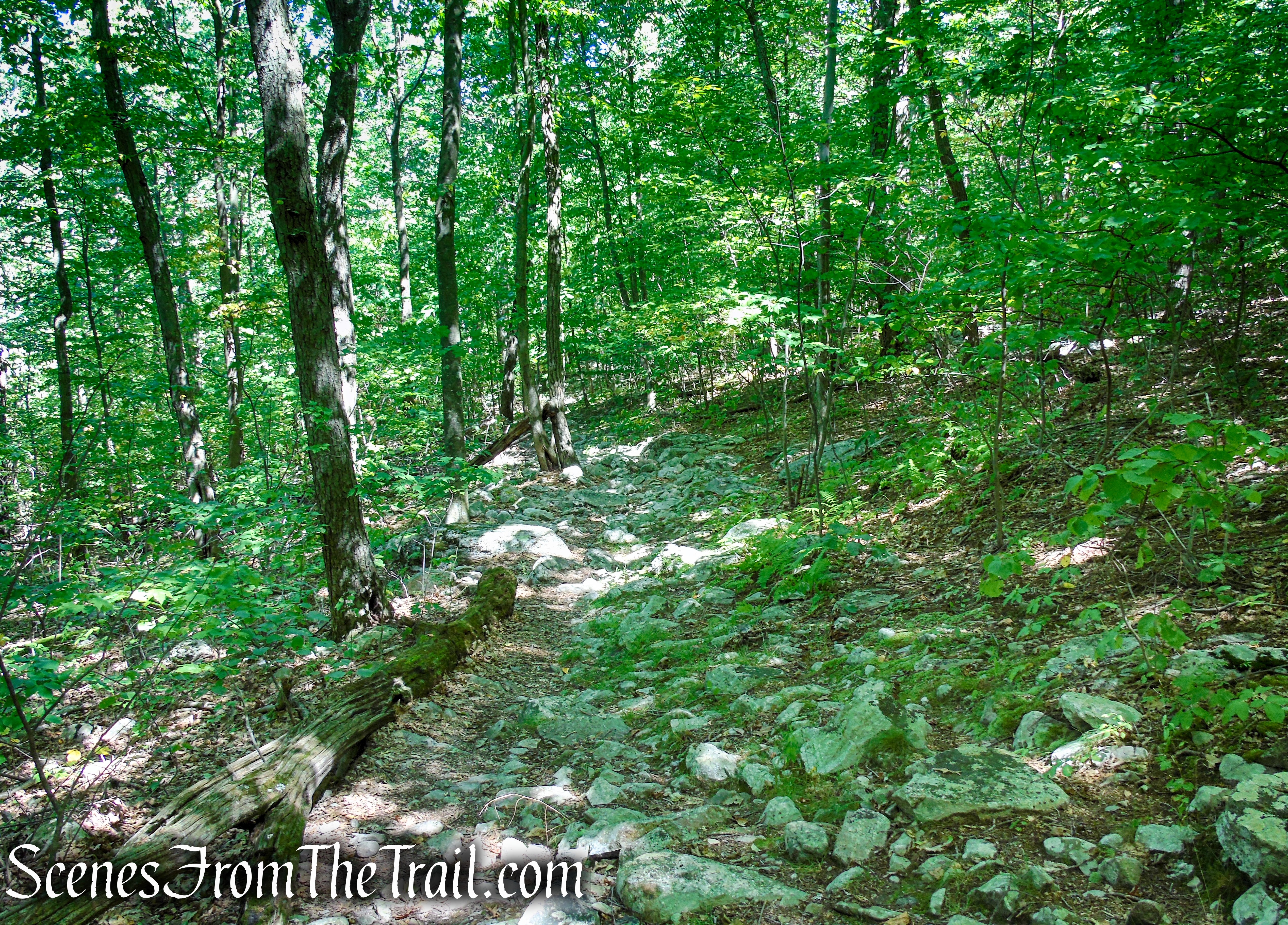 Tower Trail - Stokes State Forest