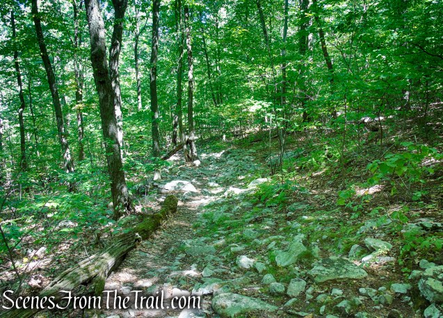 Tower Trail - Stokes State Forest