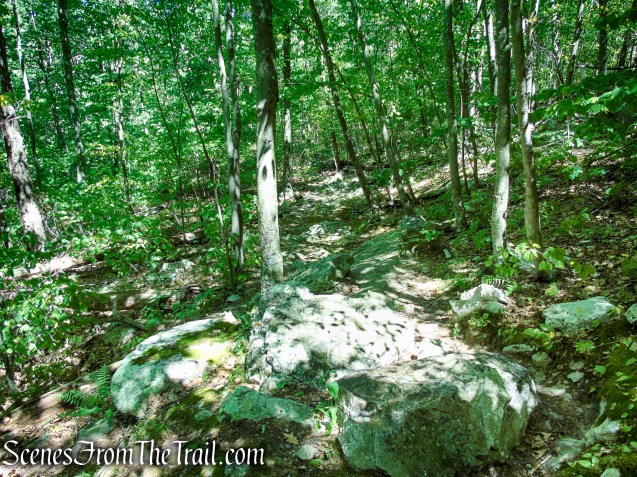 Tower Trail - Stokes State Forest