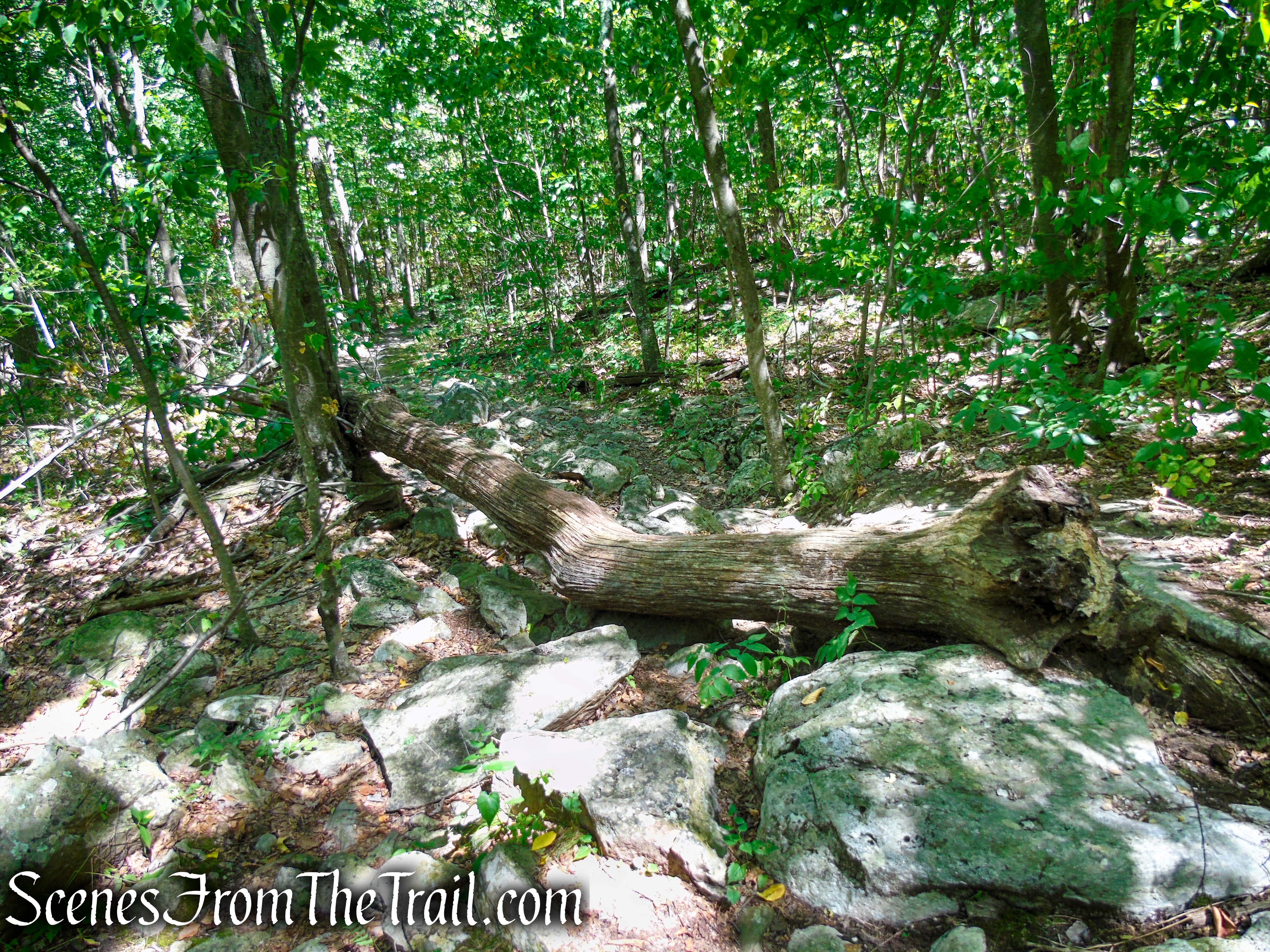 Tower Trail - Stokes State Forest
