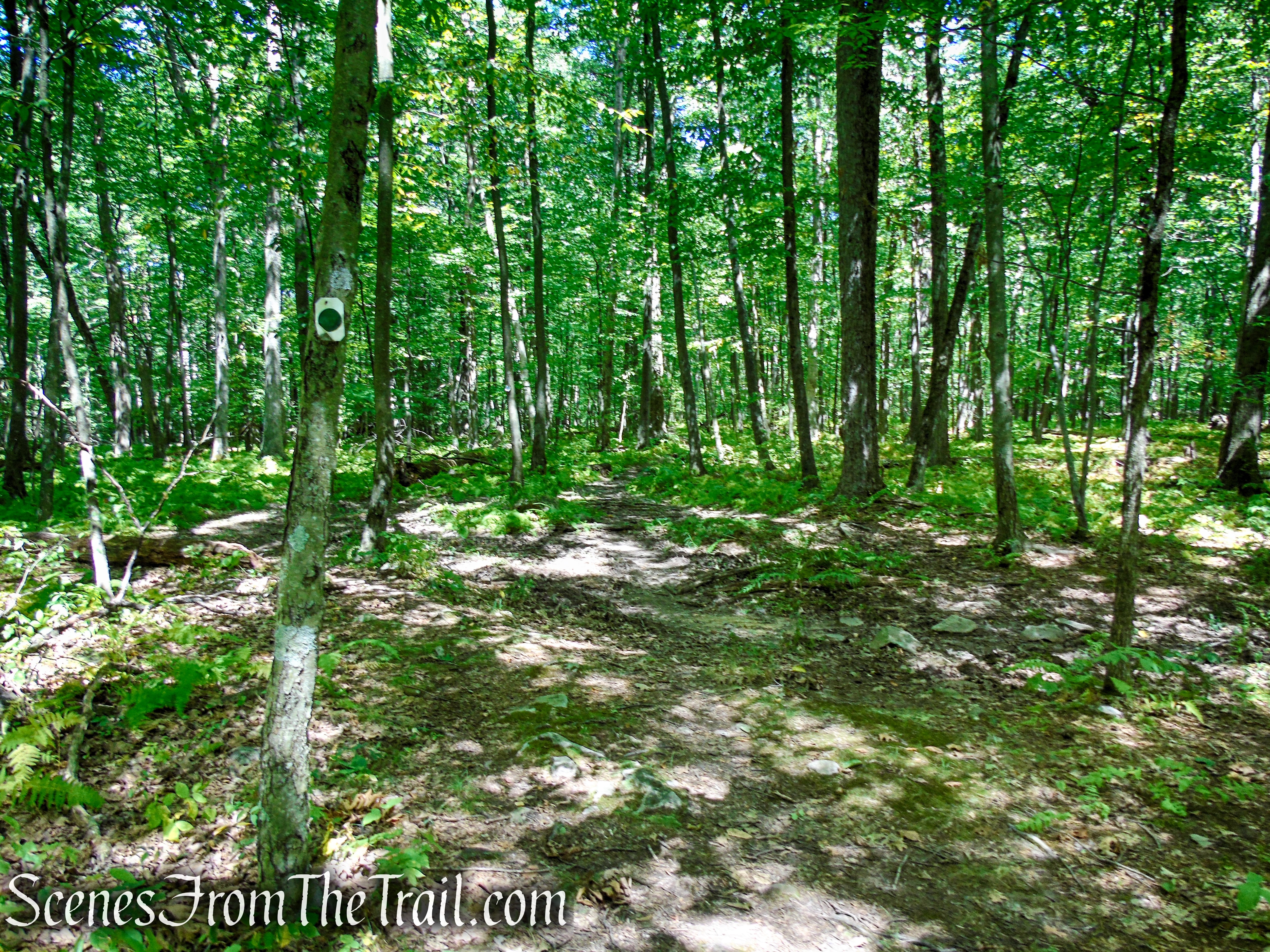 Tower Trail - Stokes State Forest