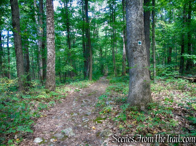 Tower Trail - Stokes State Forest