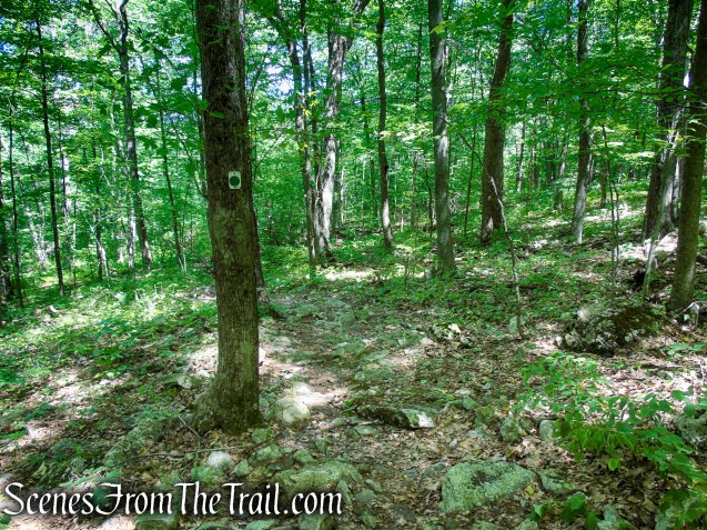 Tower Trail - Stokes State Forest