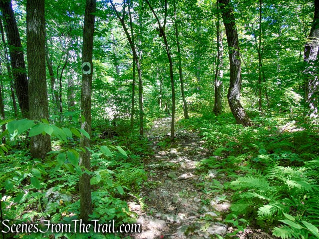 Tower Trail - Stokes State Forest