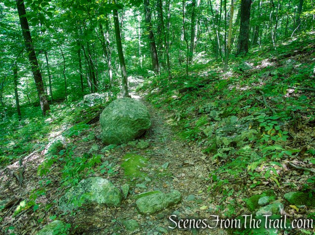 Tower Trail - Stokes State Forest