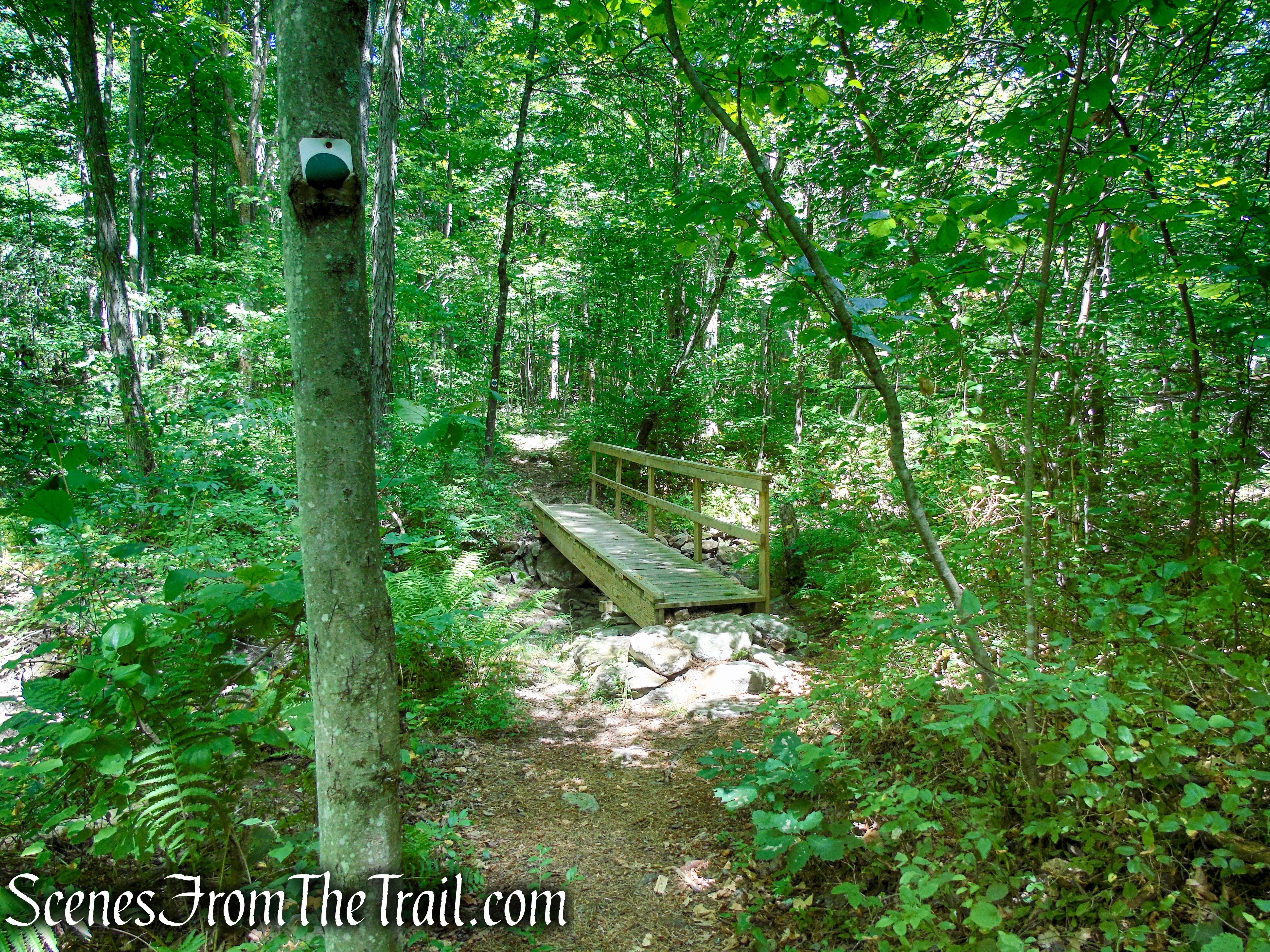 Tower Trail - Stokes State Forest