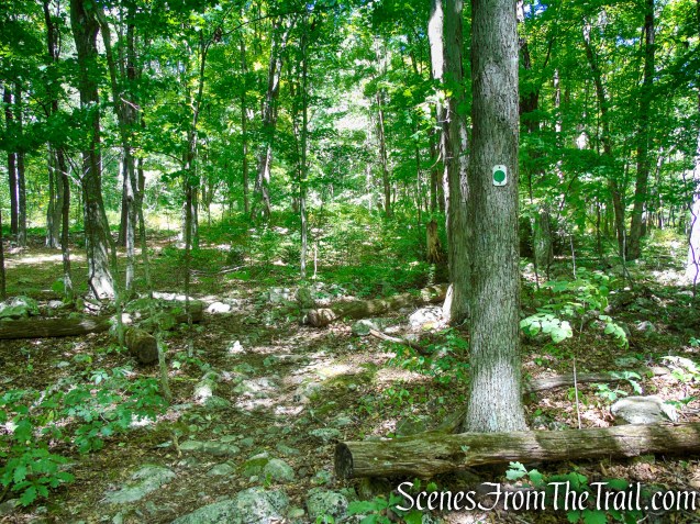 Tower Trail - Stokes State Forest