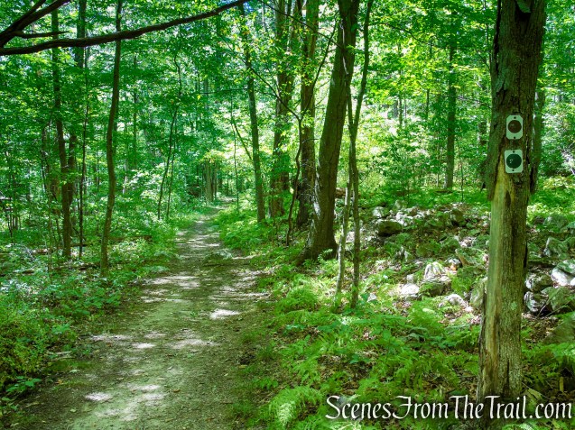 coaligned Stony Brook/Tower trails
