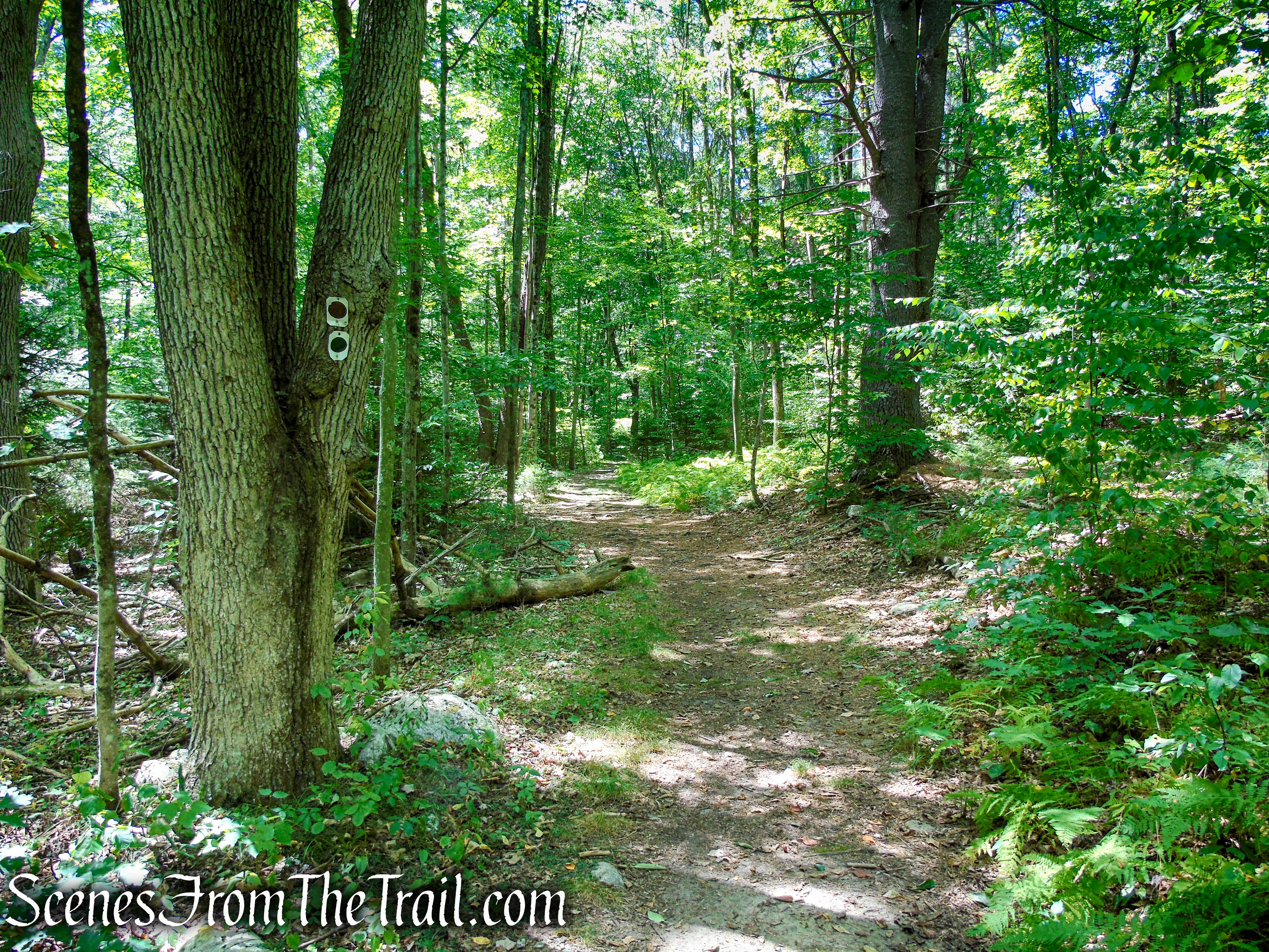 coaligned Stony Brook/Tower trails