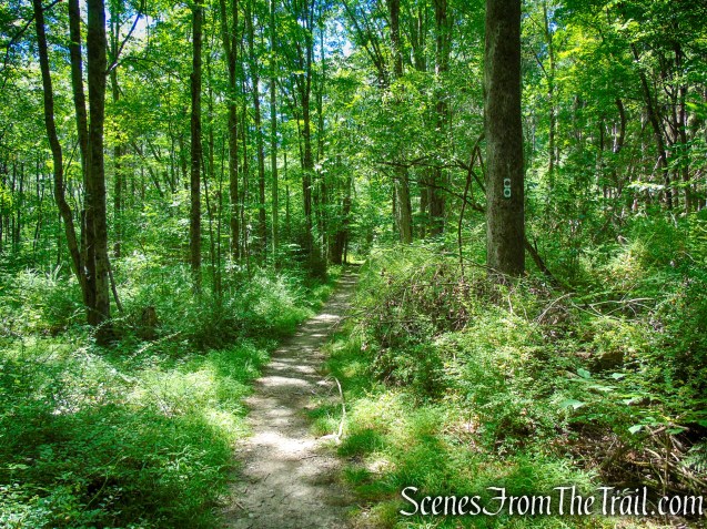 coaligned Stony Brook/Tower trails