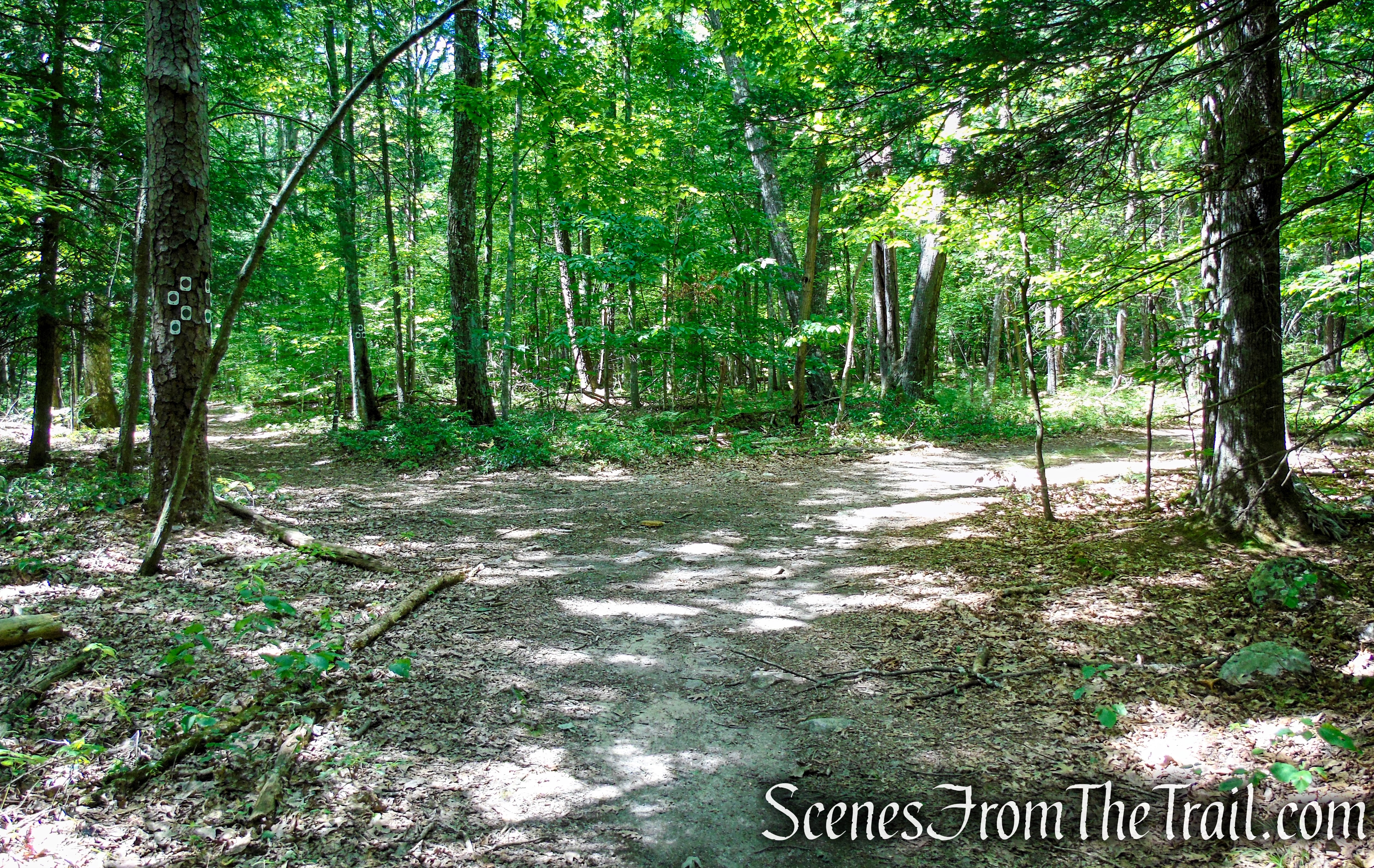 Turn right to remain on coaligned Stony Brook/Tower trails