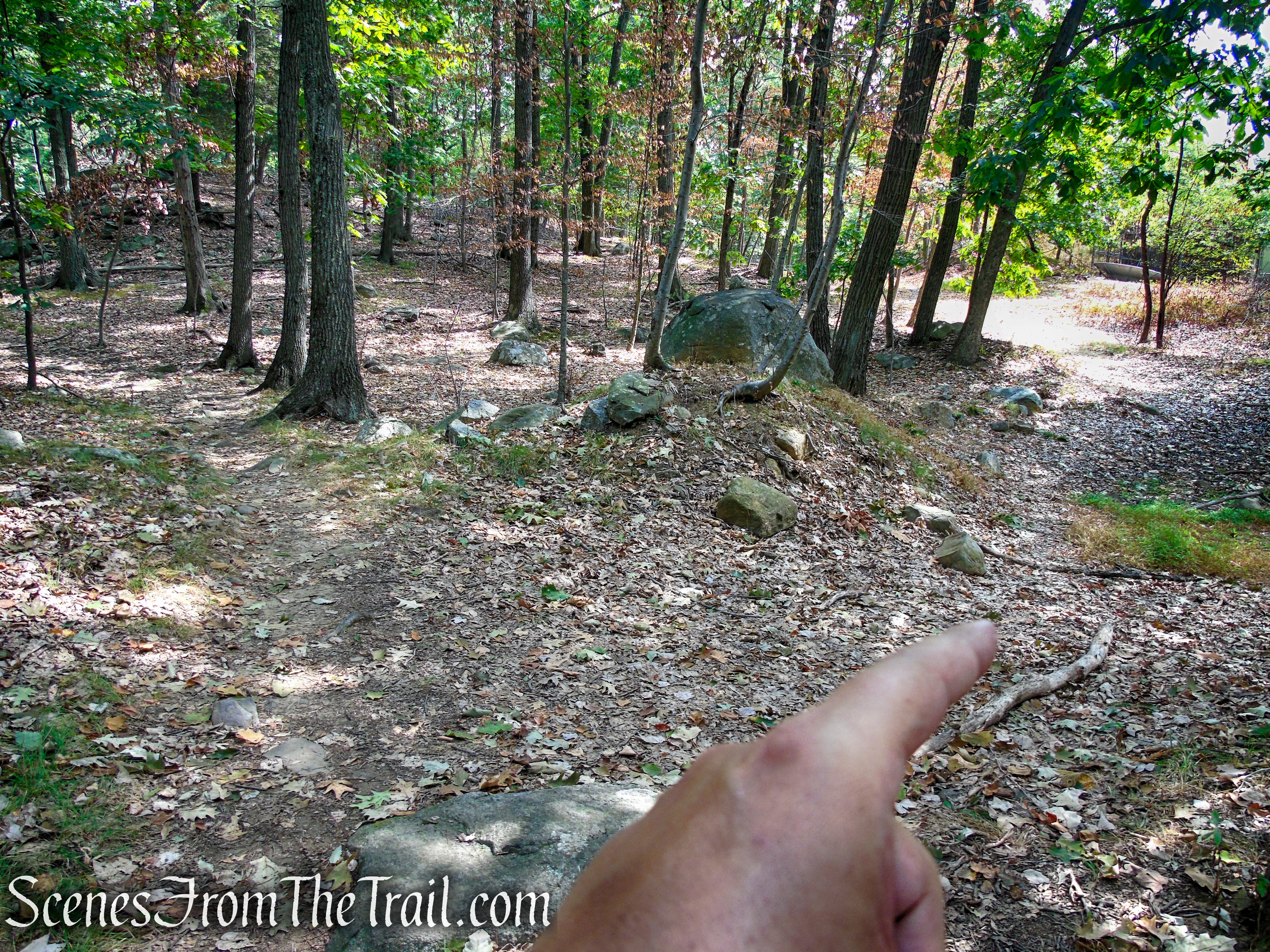 woods road - South Mountain County Park