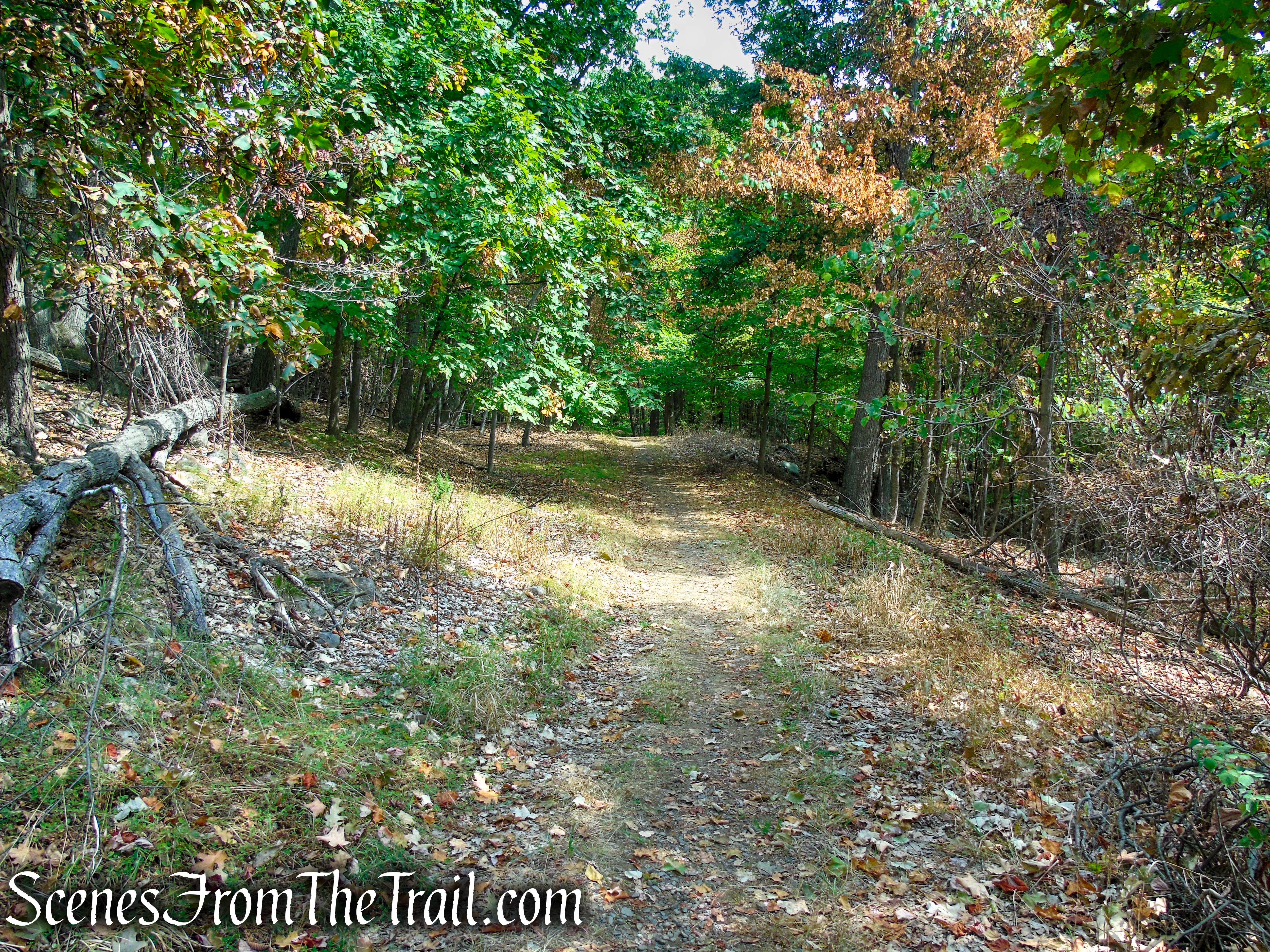 woods road - South Mountain County Park