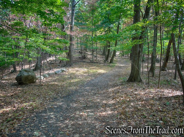 woods road - South Mountain County Park