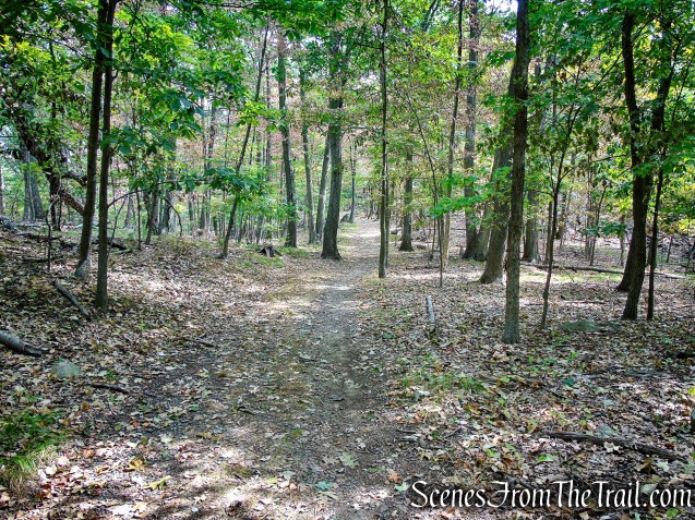 woods road - South Mountain County Park