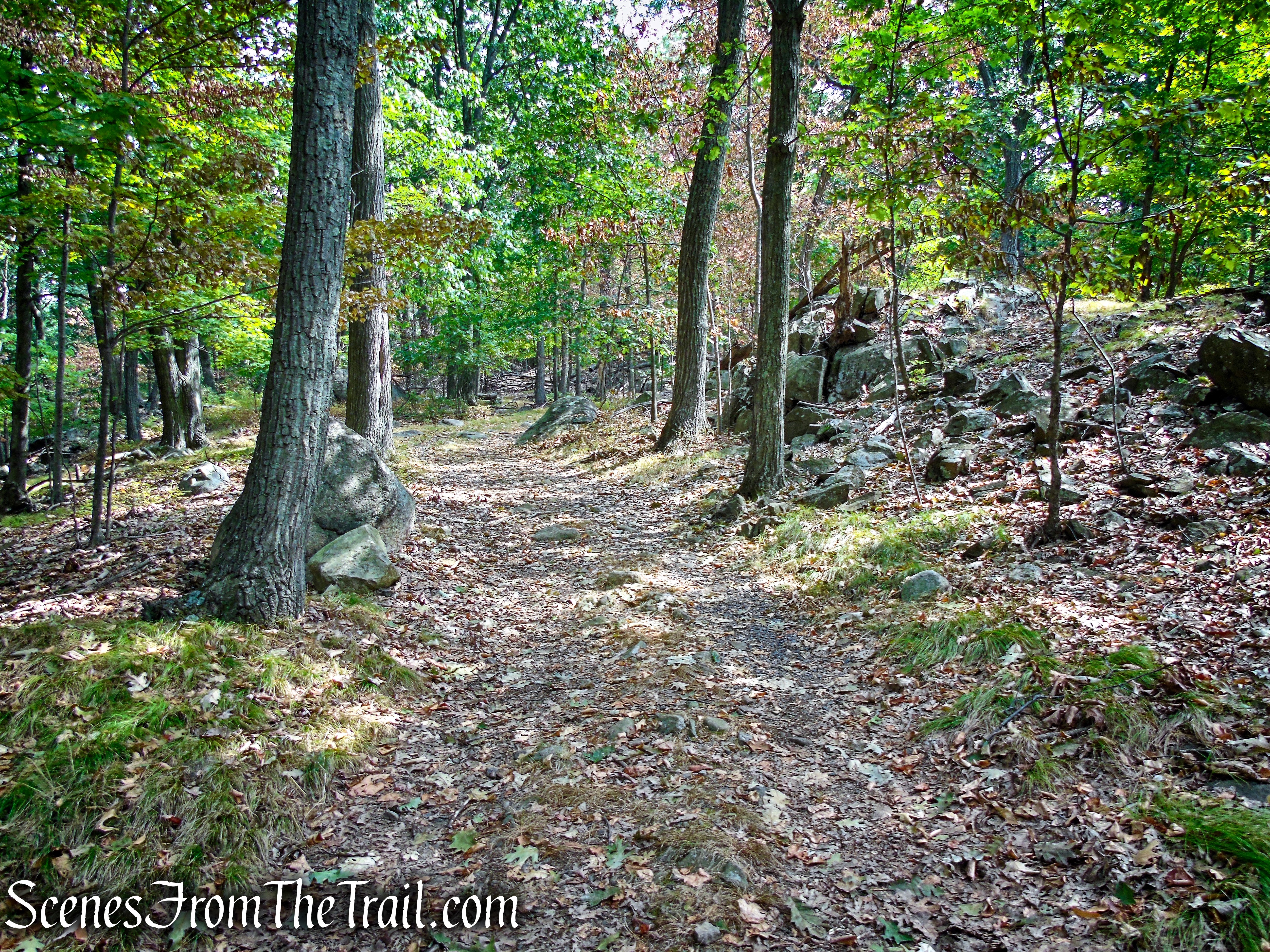 woods road - South Mountain County Park