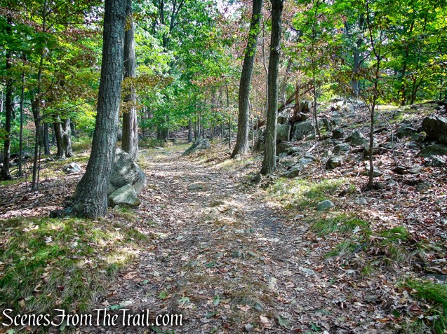 woods road - South Mountain County Park