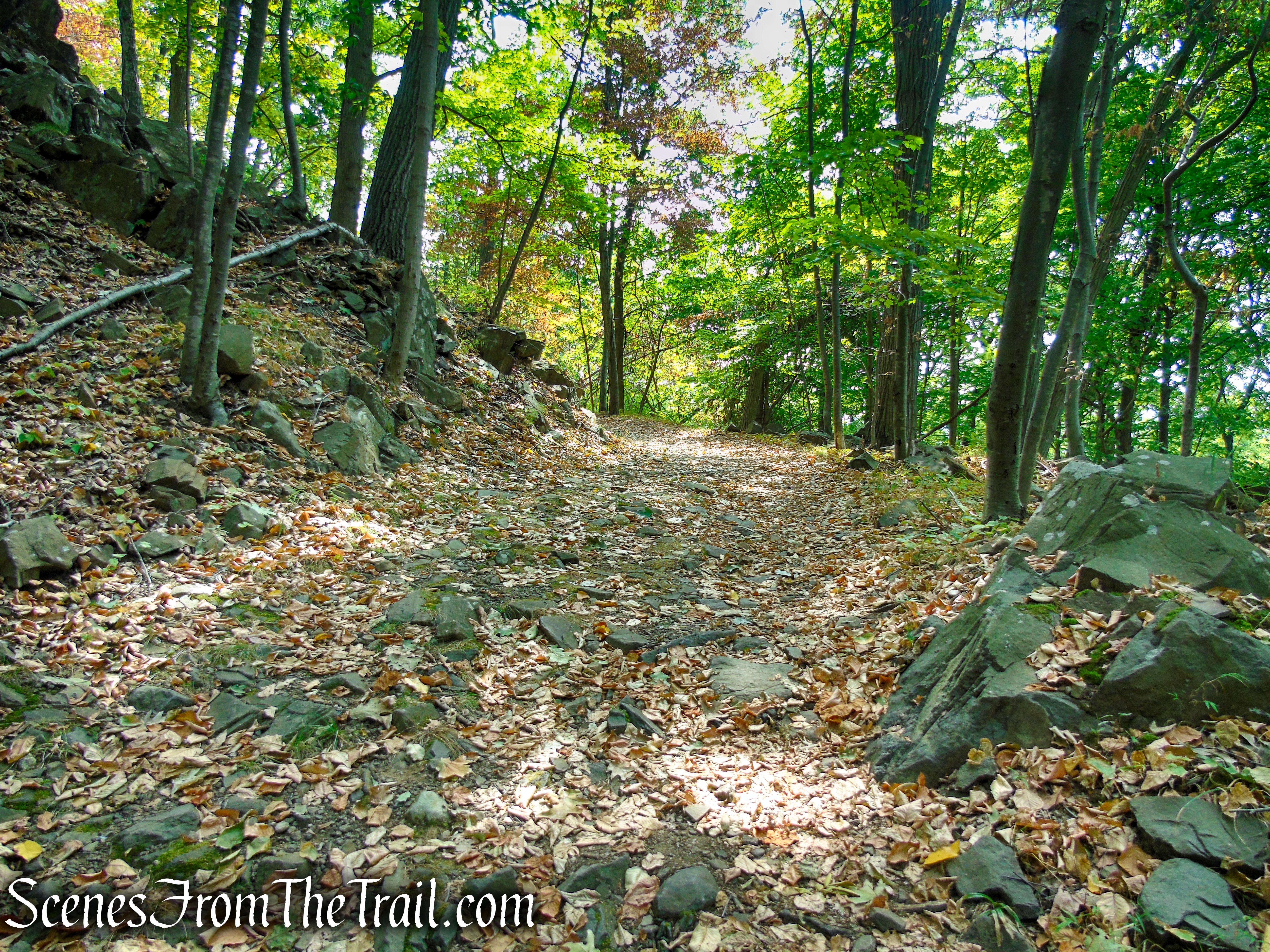 woods road - South Mountain County Park