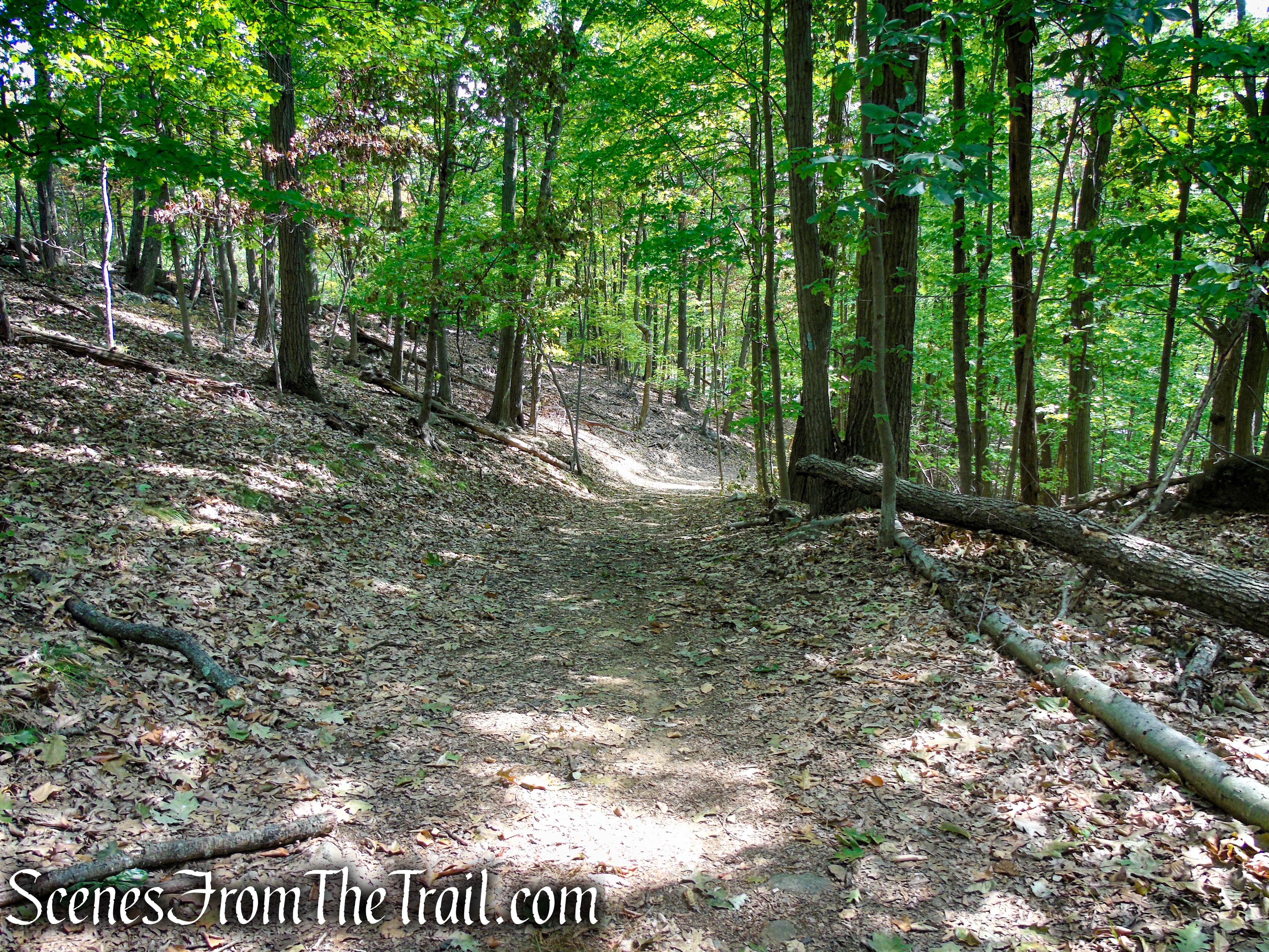 woods road - South Mountain County Park