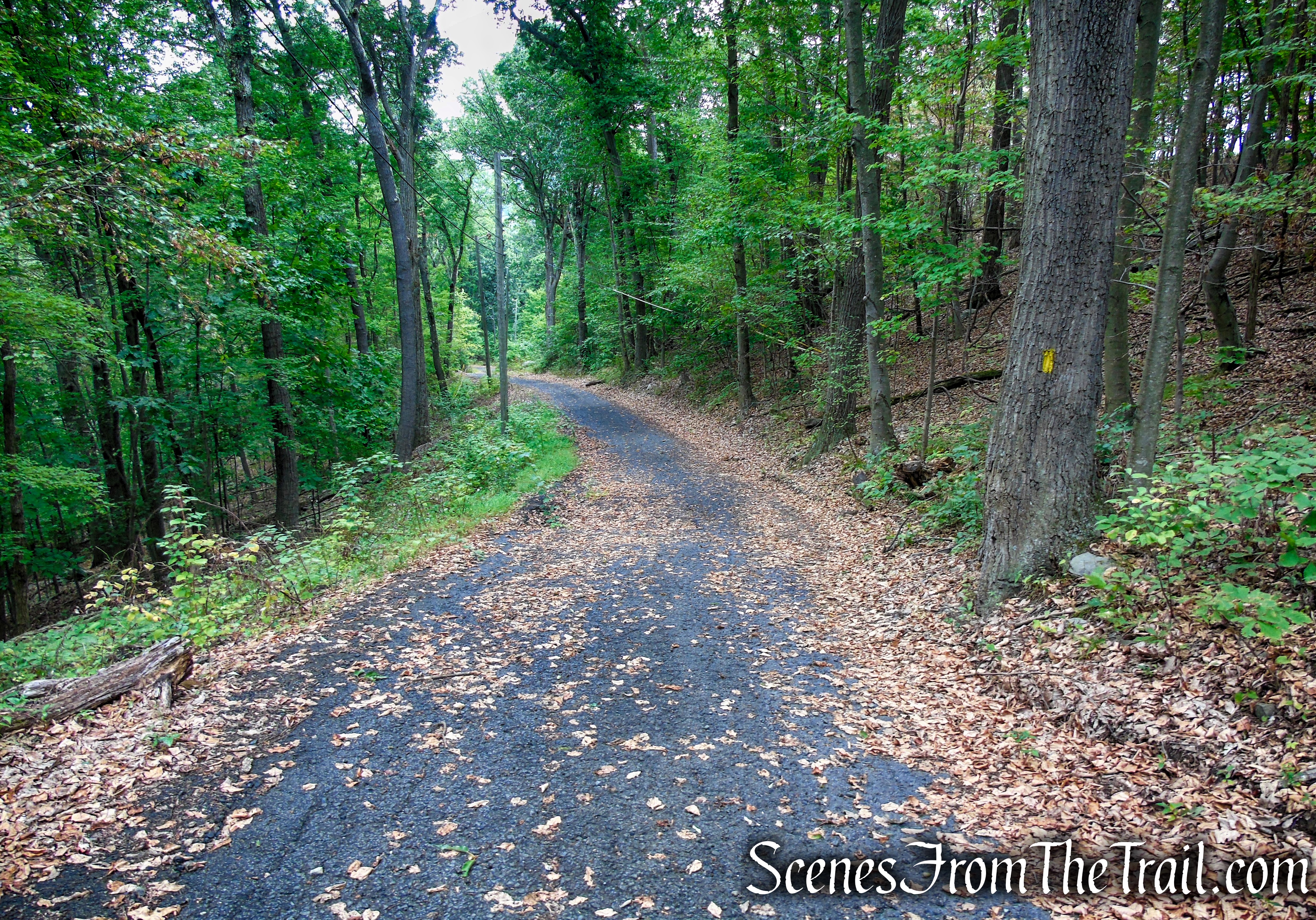 Yellow Trail – Snake Hill