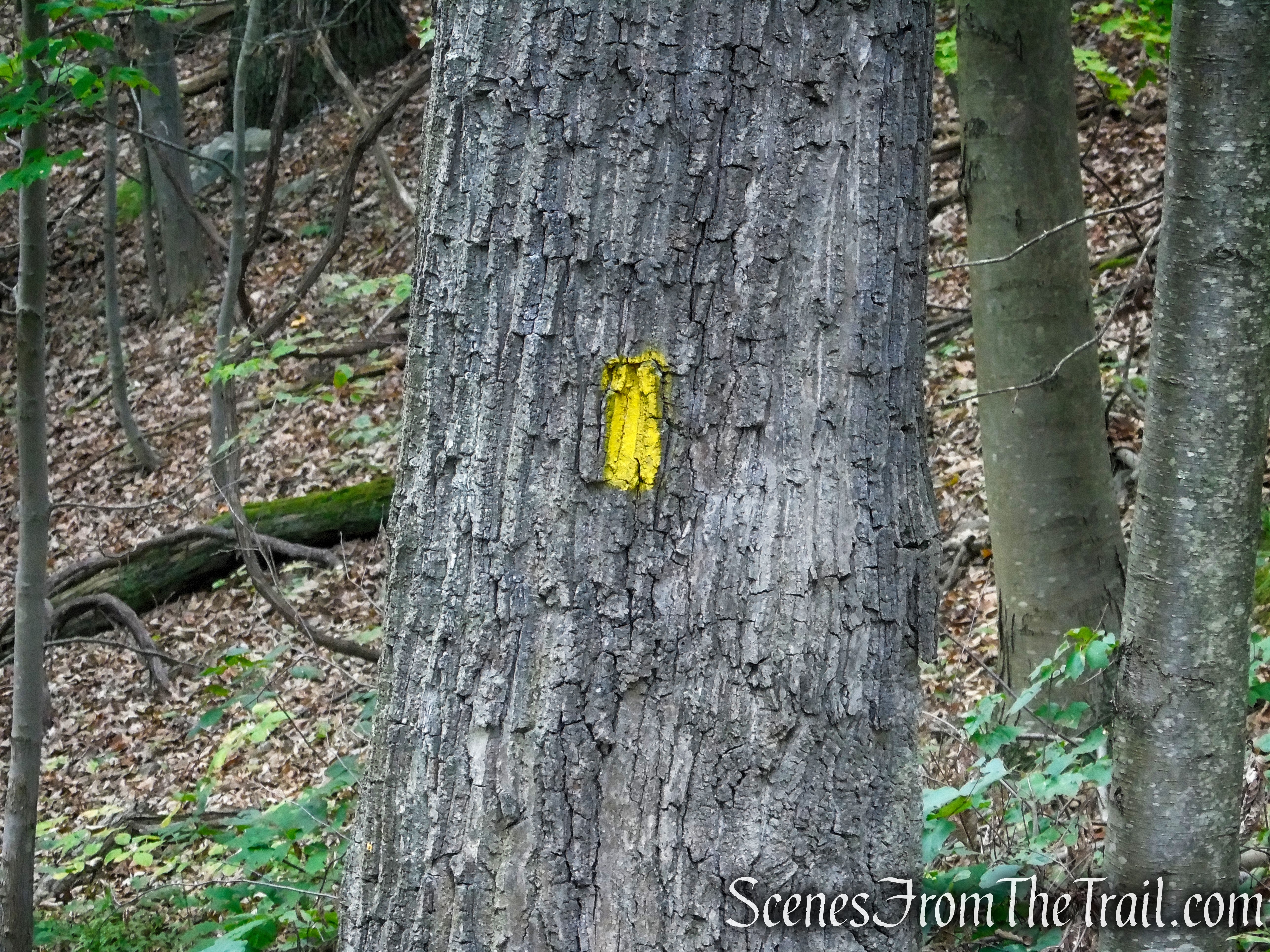 Yellow Trail – Snake Hill