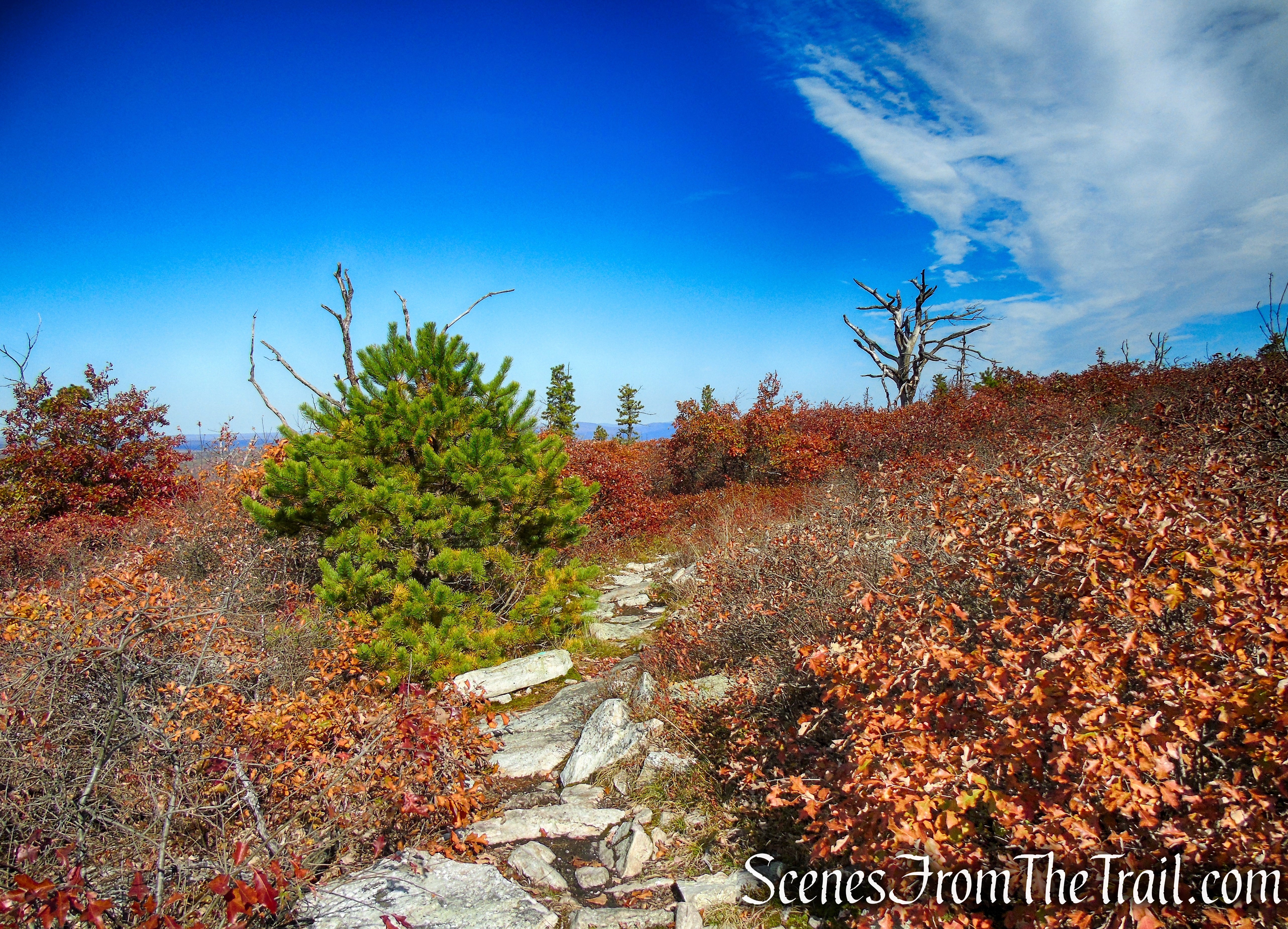 Long Path/Shawangunk Ridge Trail - Shawangunk Ridge State Forest