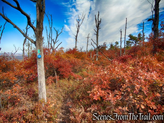 Long Path/Shawangunk Ridge Trail - Shawangunk Ridge State Forest