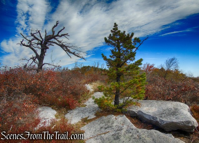 Long Path/Shawangunk Ridge Trail - Shawangunk Ridge State Forest