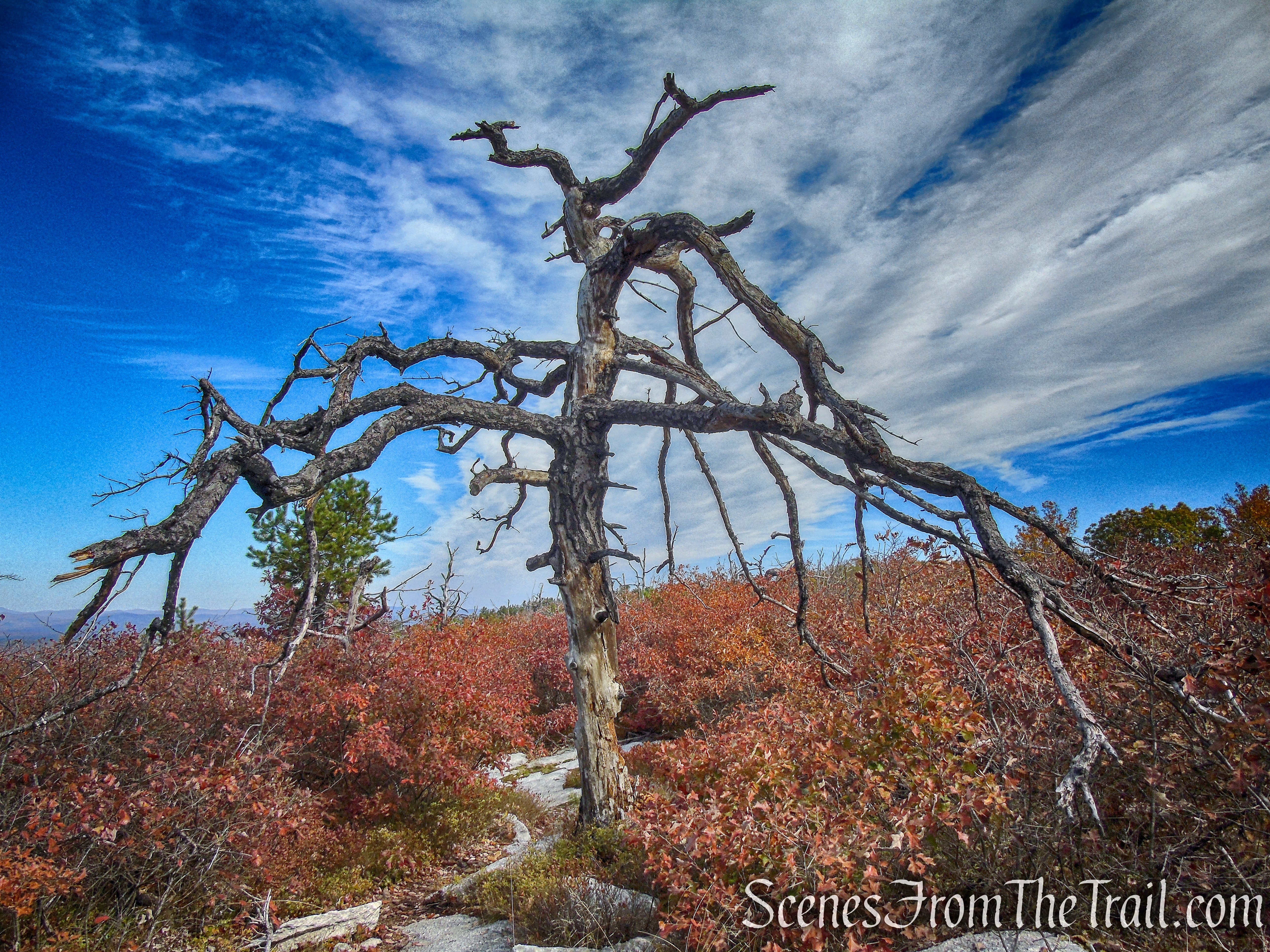 Long Path/Shawangunk Ridge Trail - Shawangunk Ridge State Forest