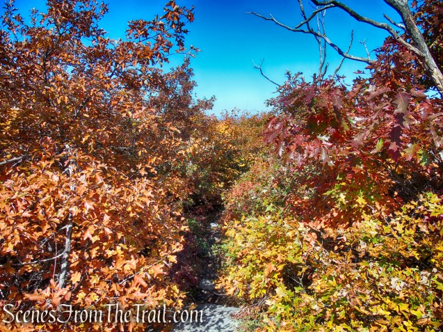 Long Path/Shawangunk Ridge Trail - Shawangunk Ridge State Forest
