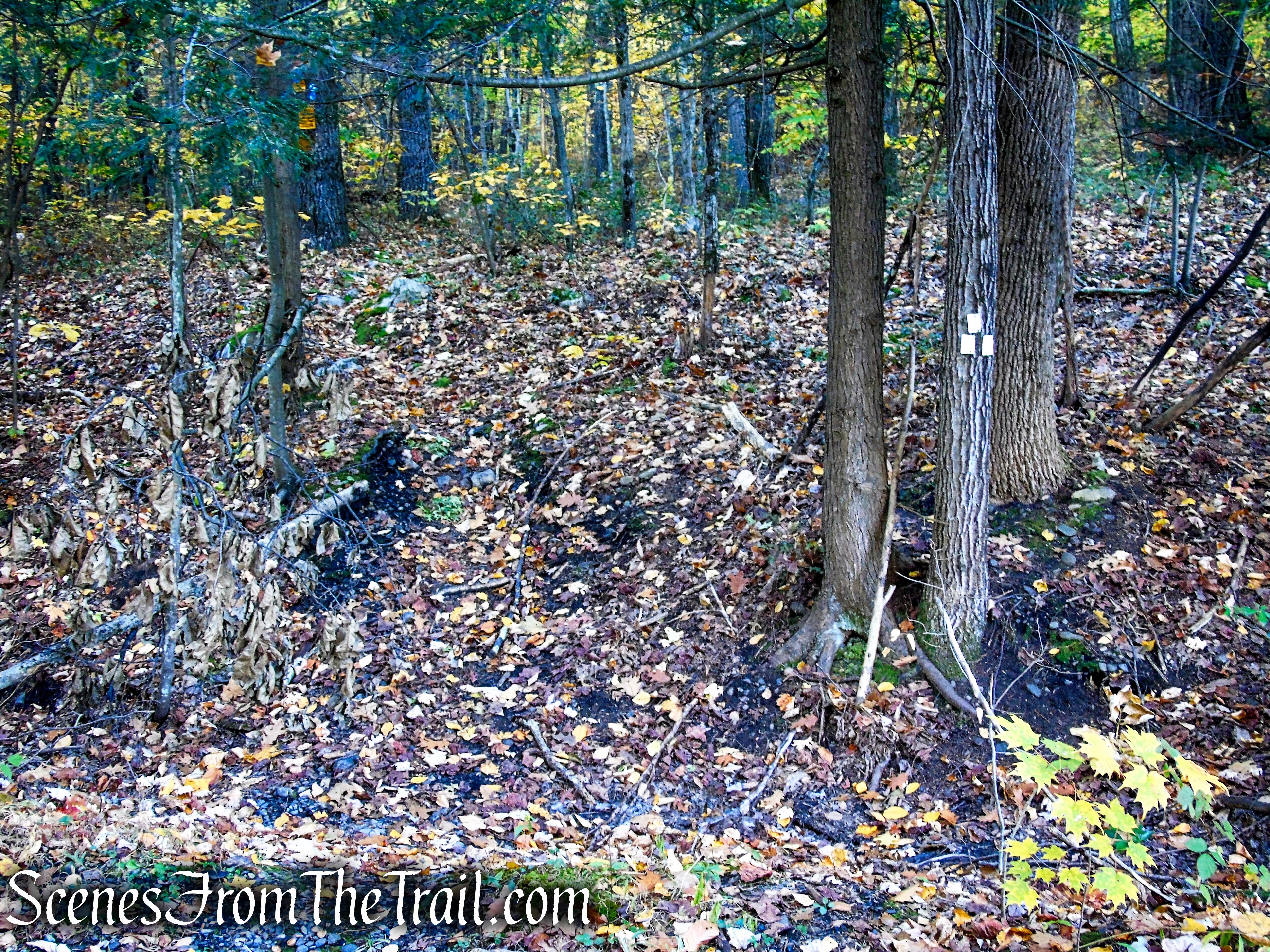 White Connector Trail - Wurtsboro Ridge State Forest