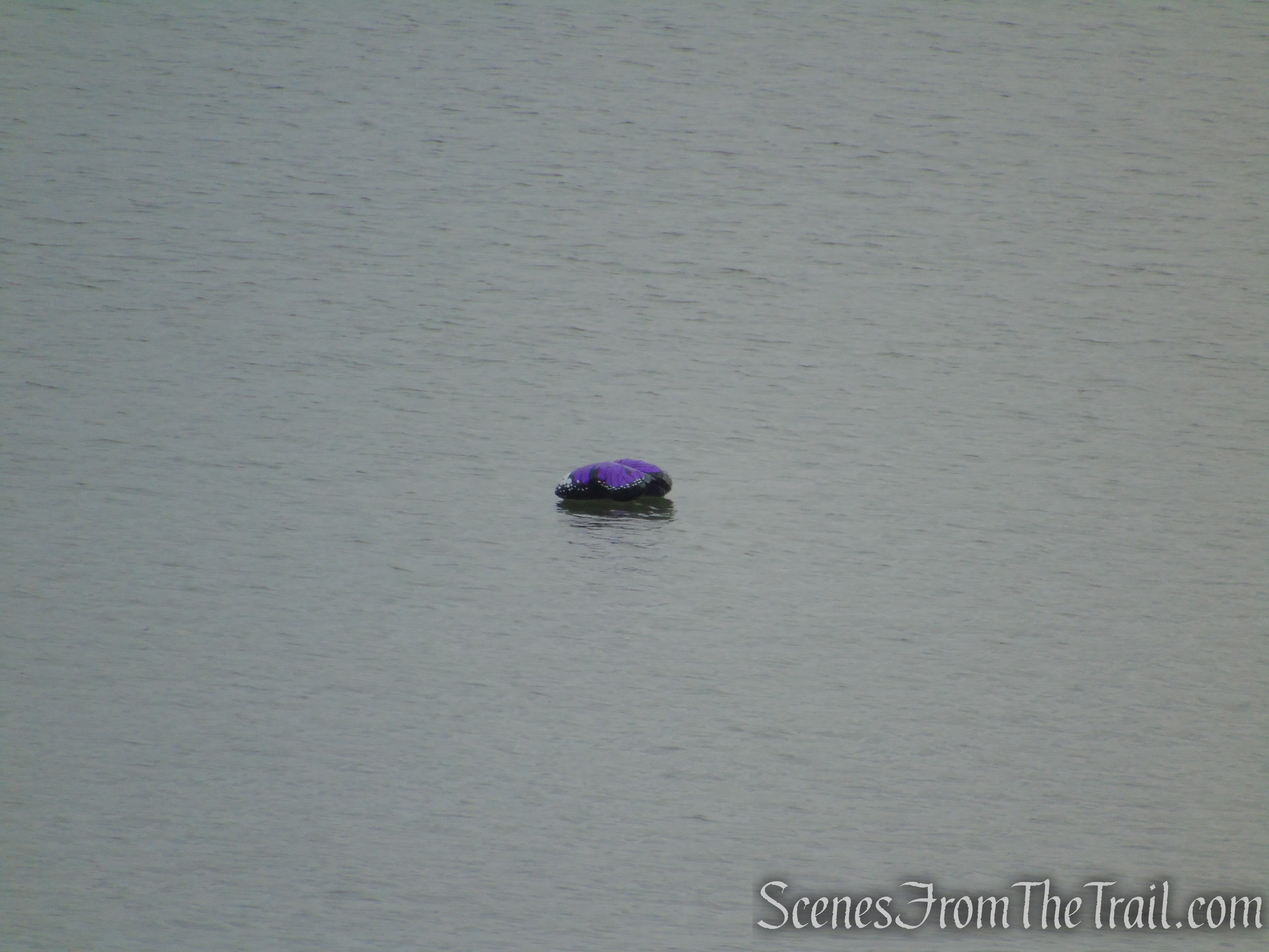 Something floating in the river