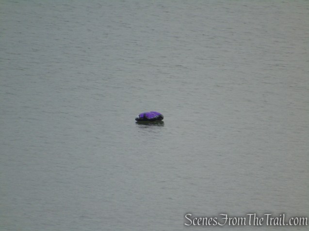 Something floating in the river