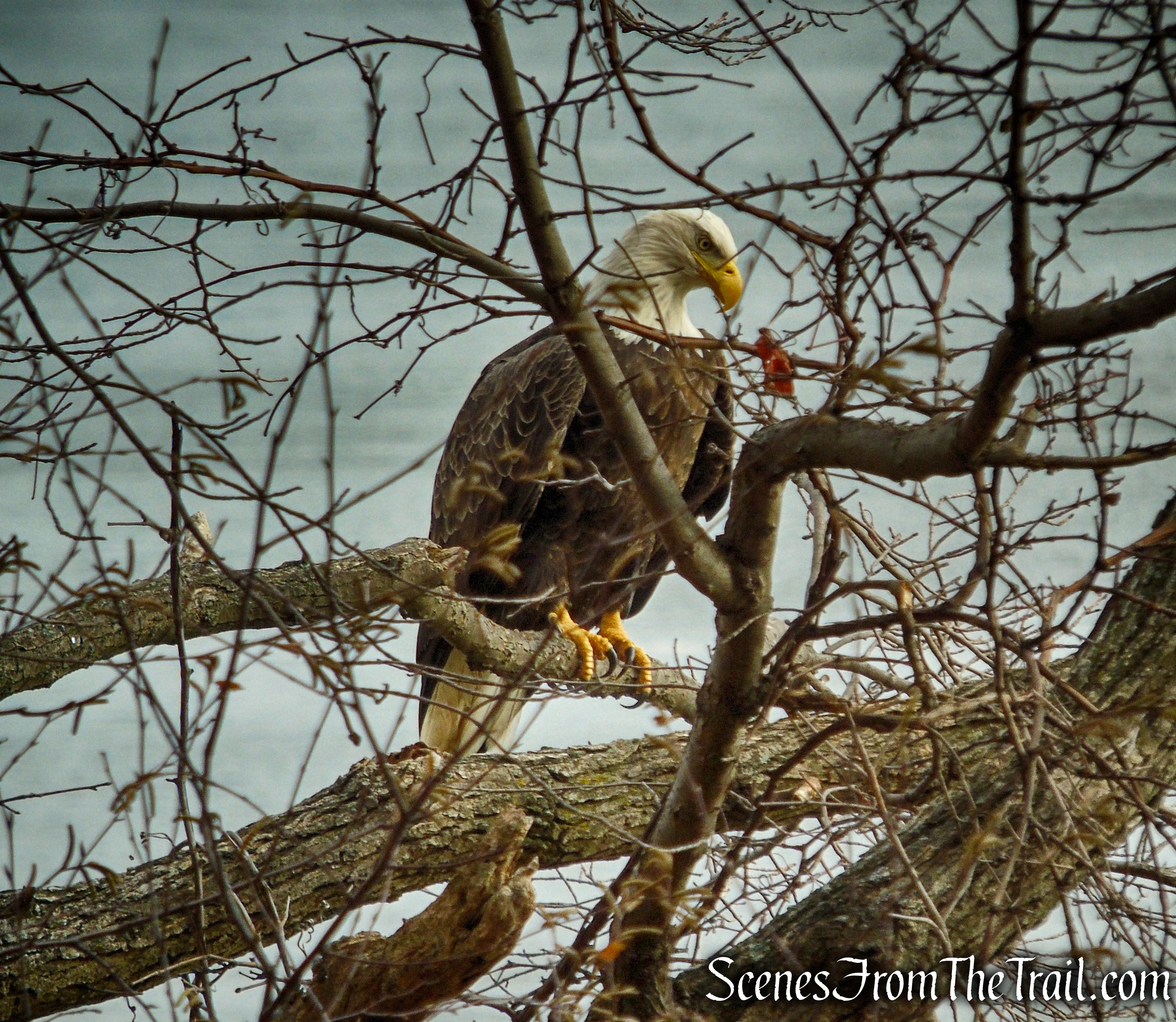Bald Eagle – Haverstraw Beach State Park