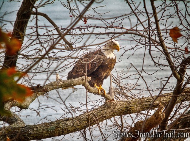 Bald Eagle – Haverstraw Beach State Park