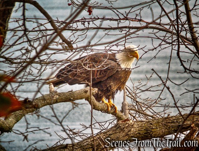 Bald Eagle – Haverstraw Beach State Park