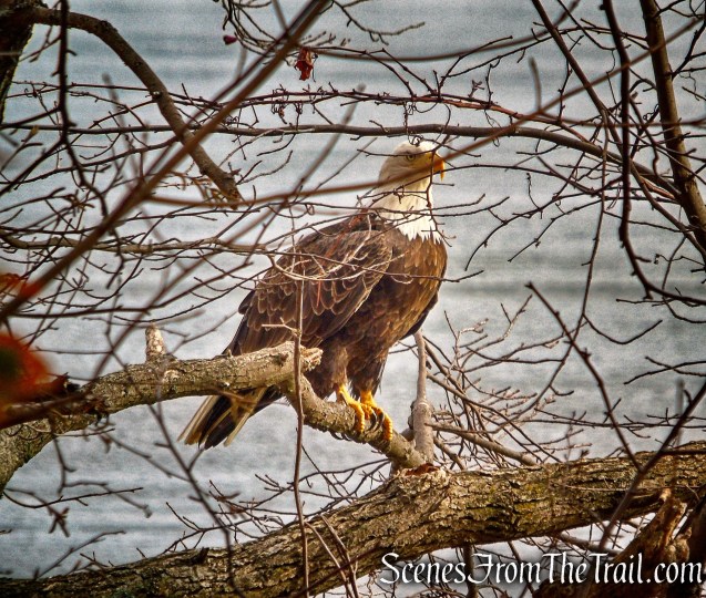 Bald Eagle – Haverstraw Beach State Park
