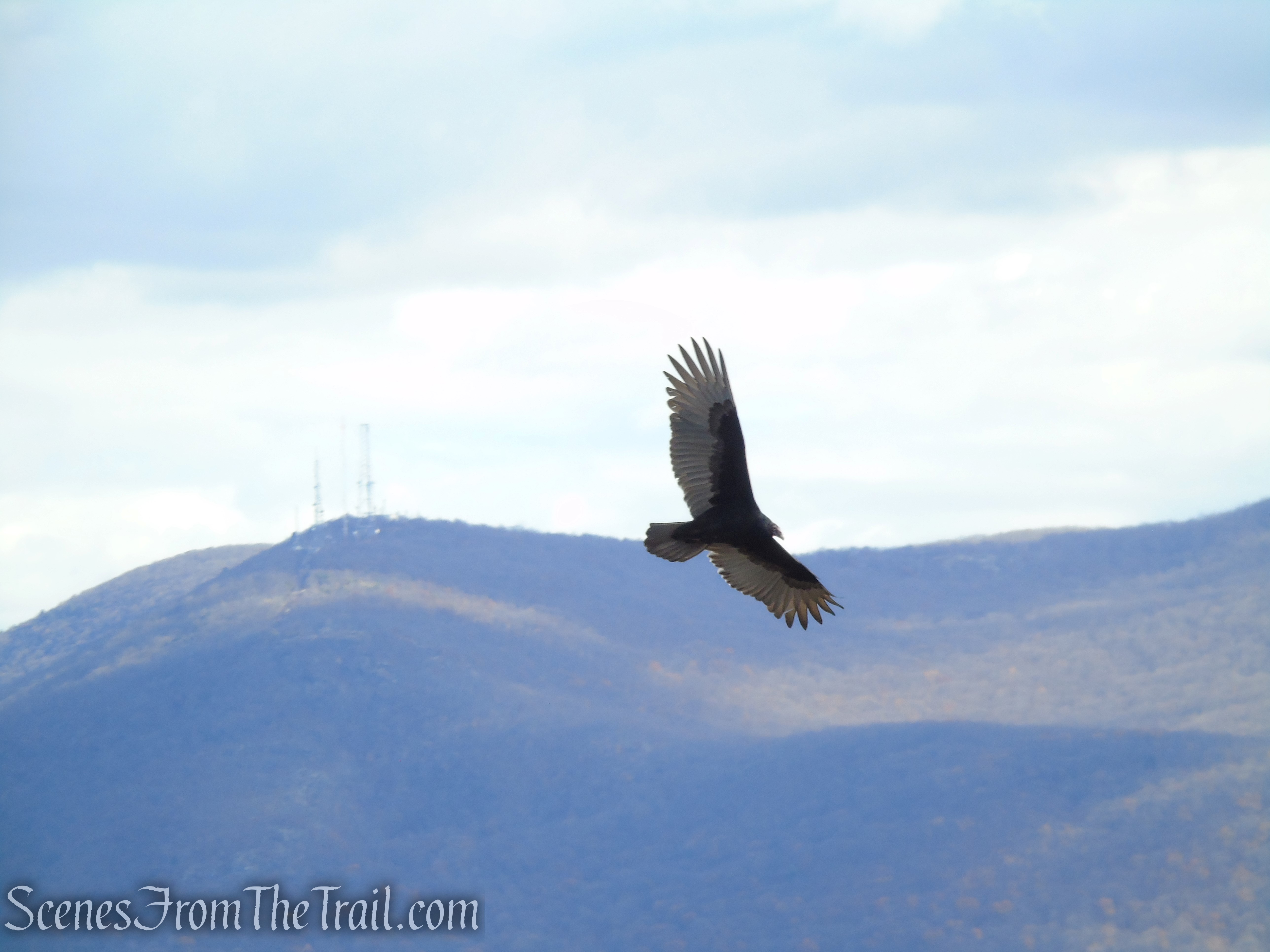 Turkey Vulture - Snake Hill
