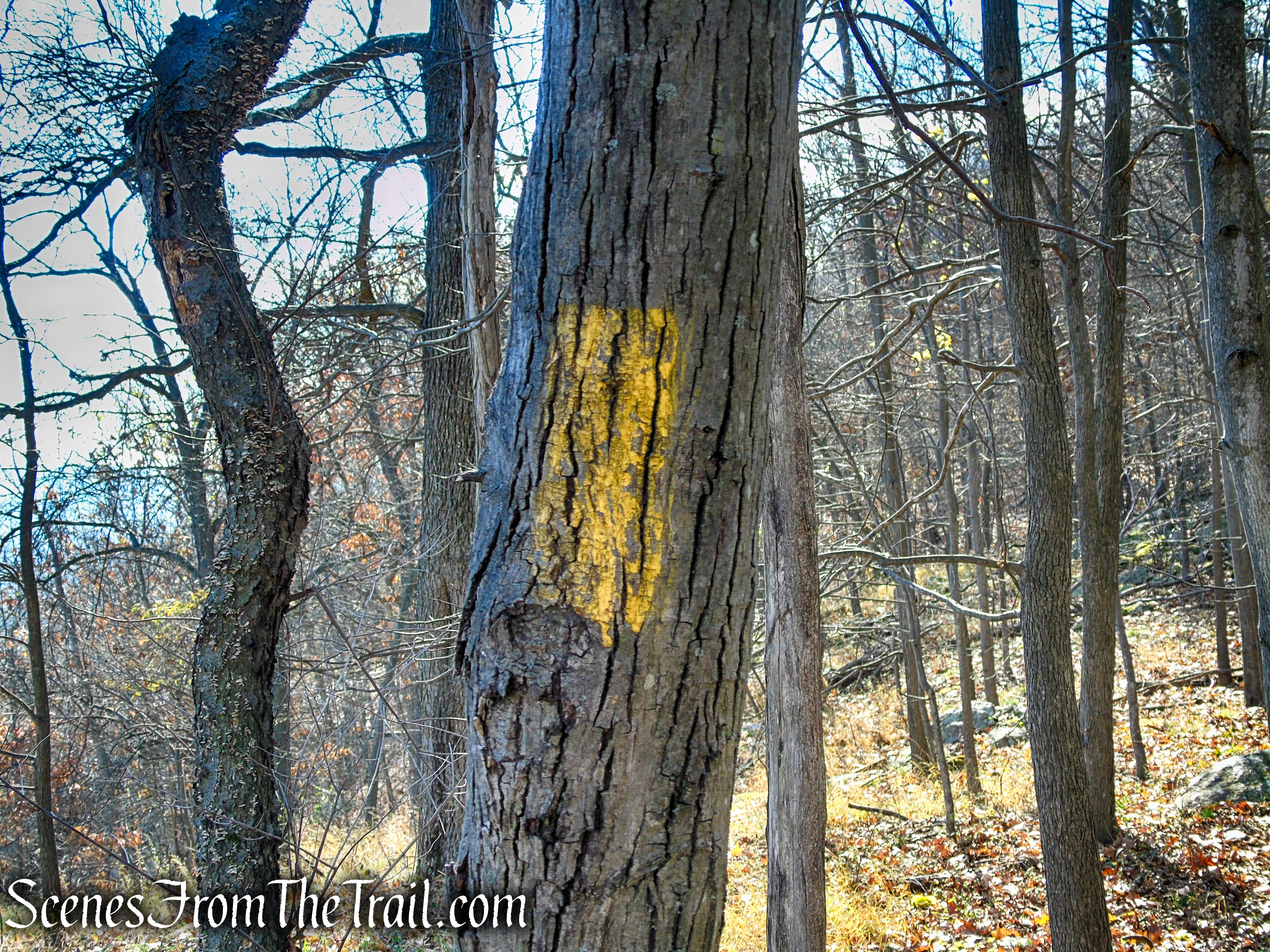 Yellow Trail - Snake Hill