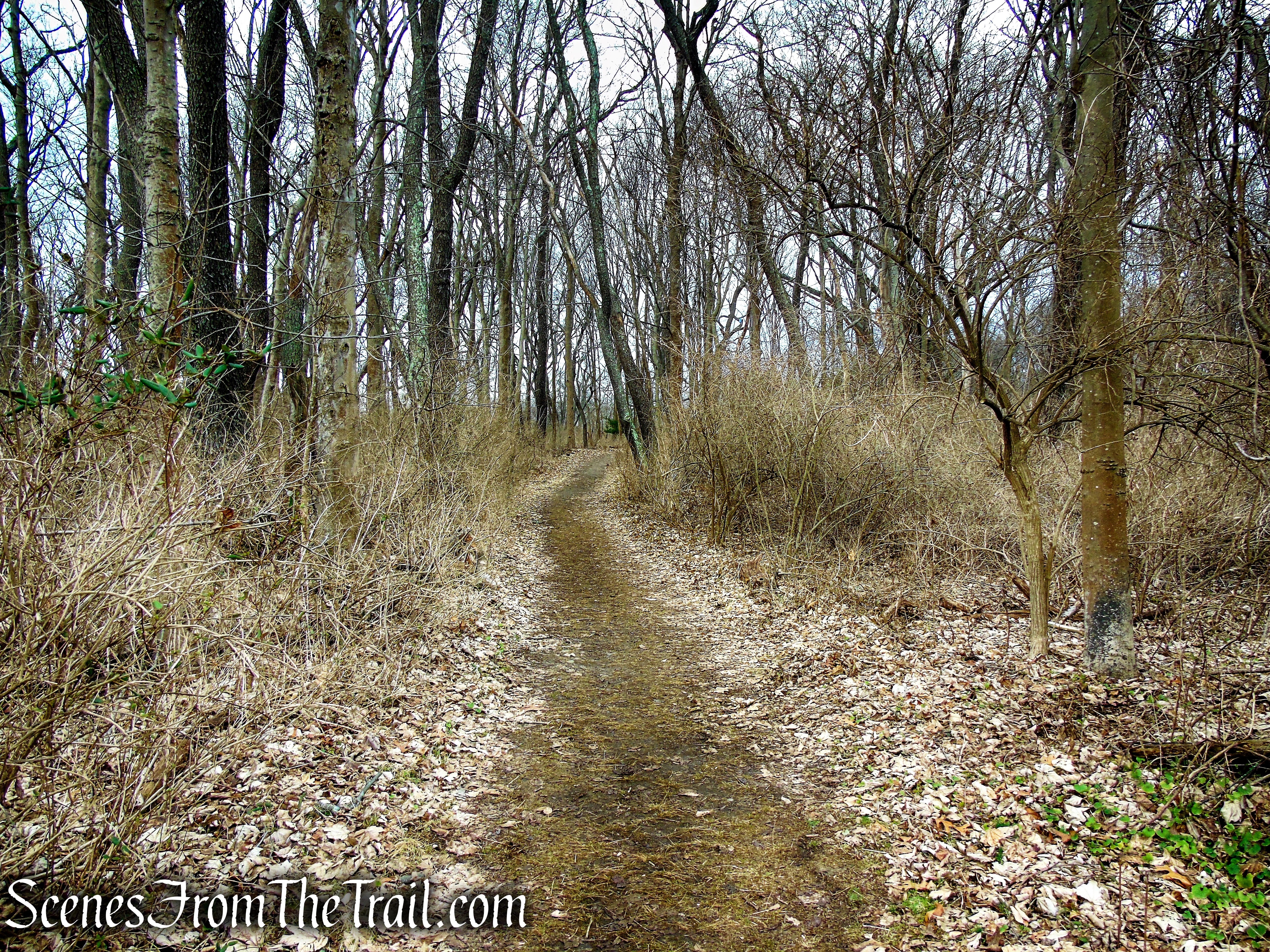 Interior Trails – Greenwich Point Park
