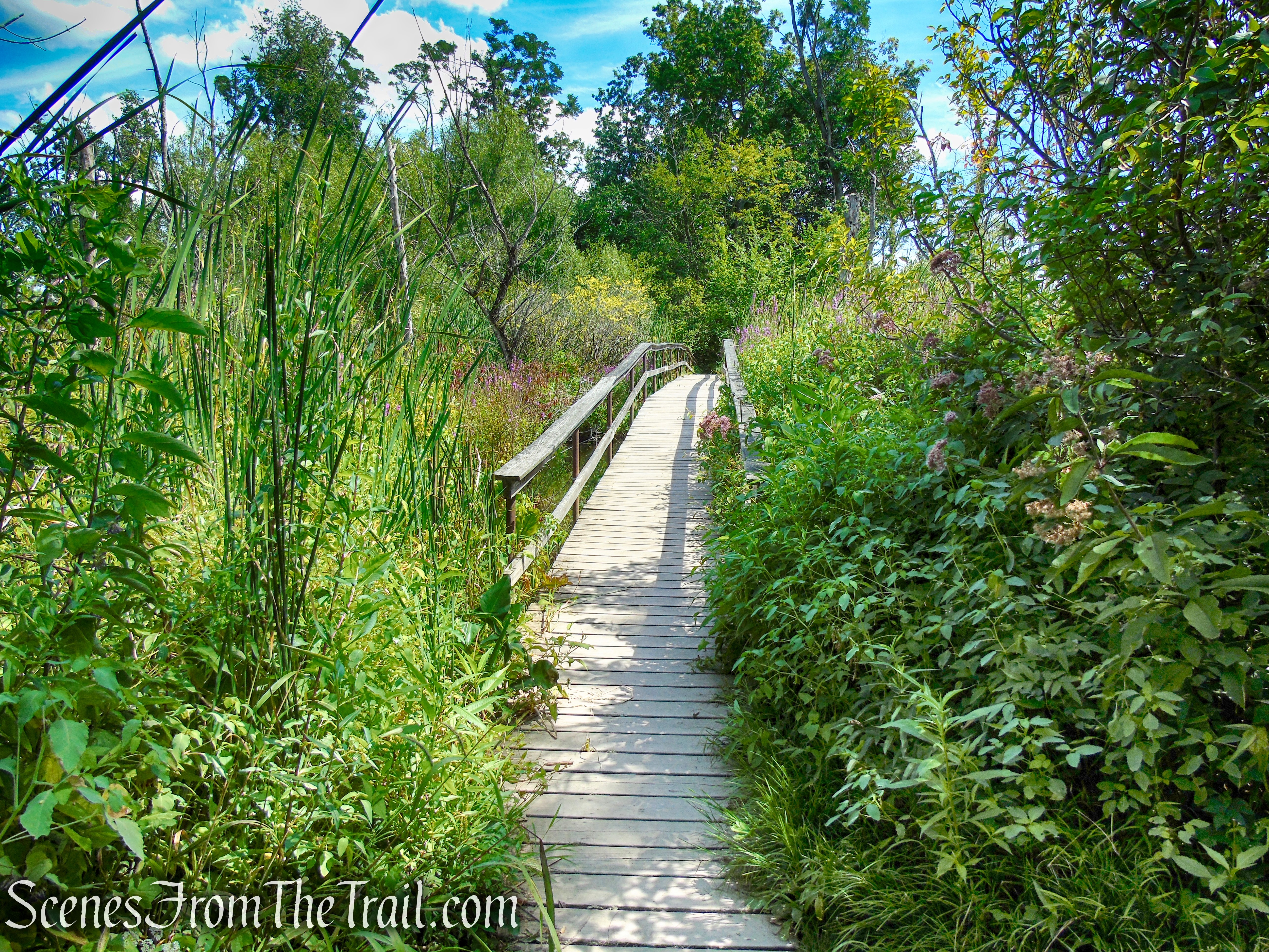 Lighthouse Trail - Ruth Reynolds Glunt Nature Preserve