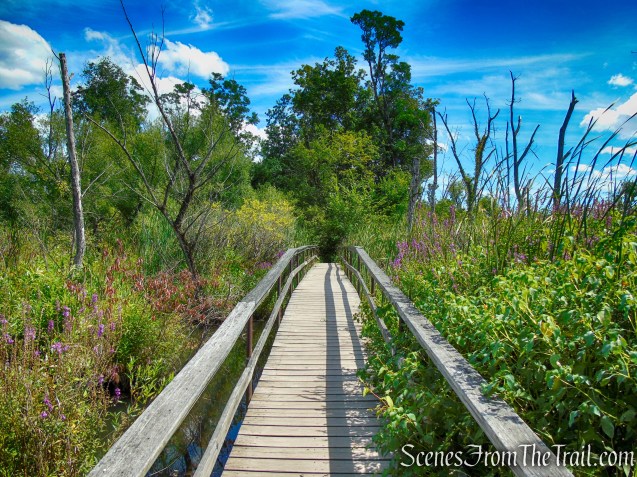 Lighthouse Trail - Ruth Reynolds Glunt Nature Preserve