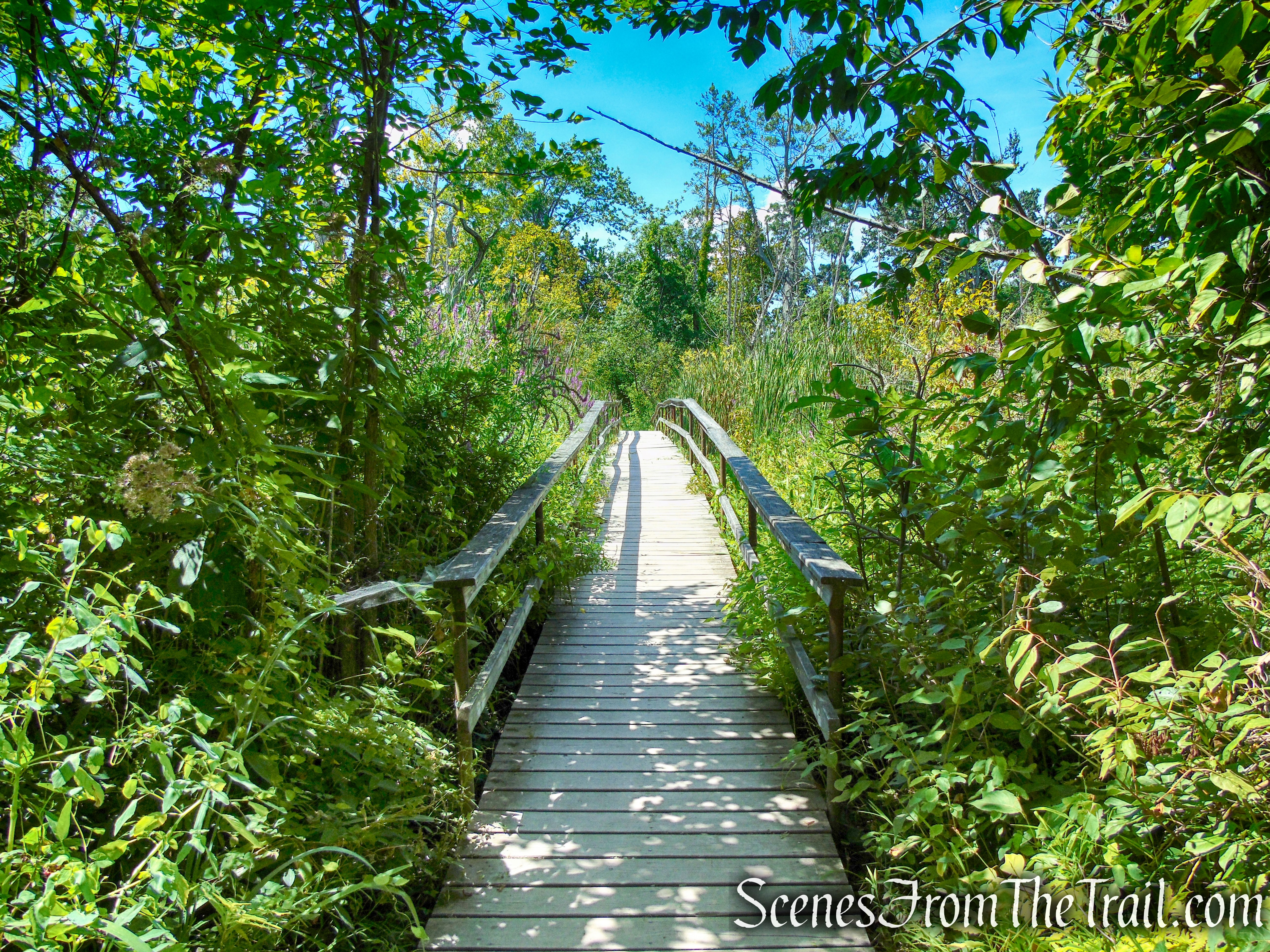 Lighthouse Trail - Ruth Reynolds Glunt Nature Preserve