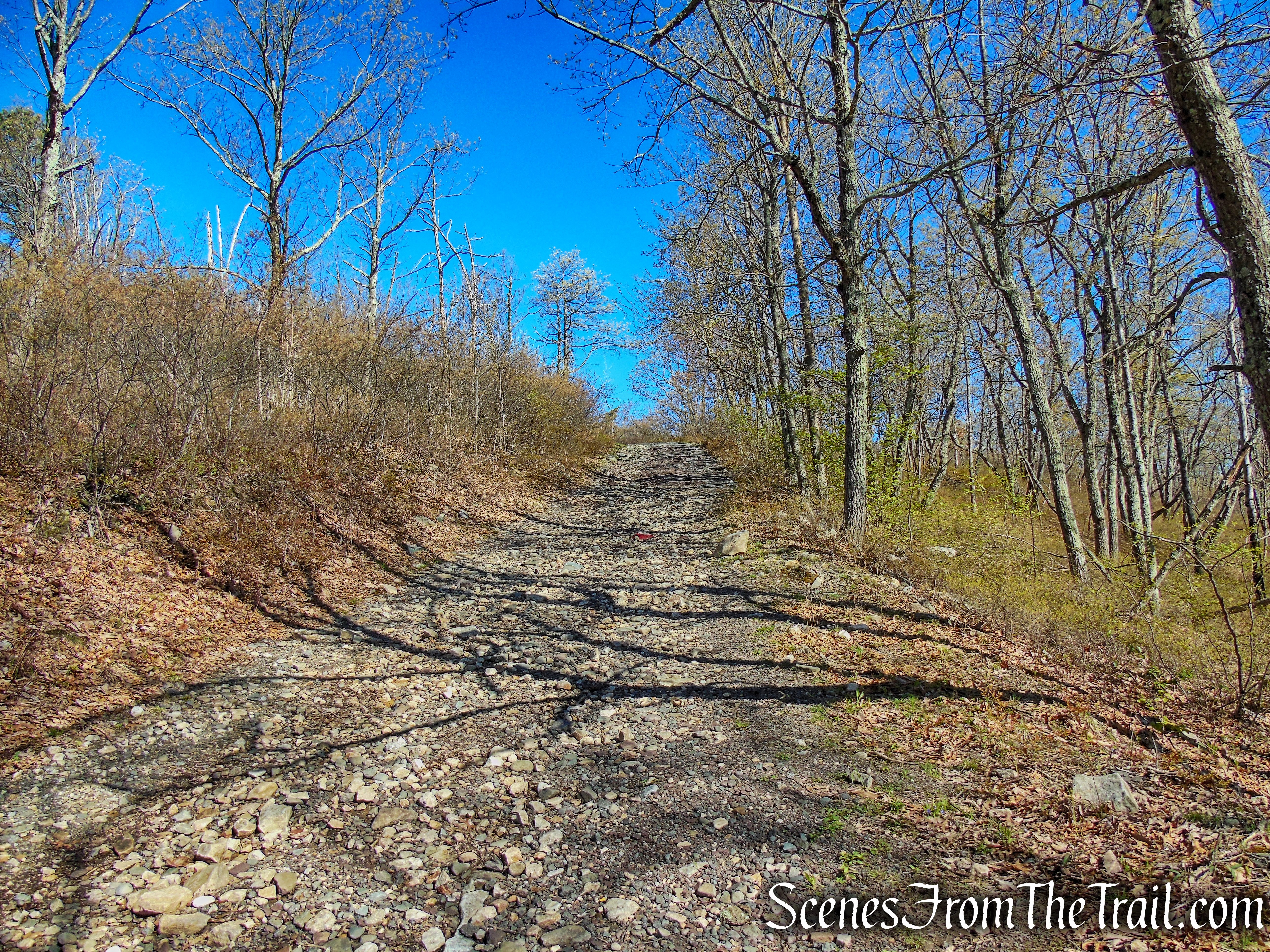 Fire Tower Road - Roosa Gap State Forest