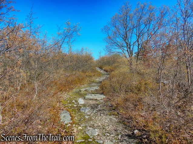 Coaligned SRT/Long Path